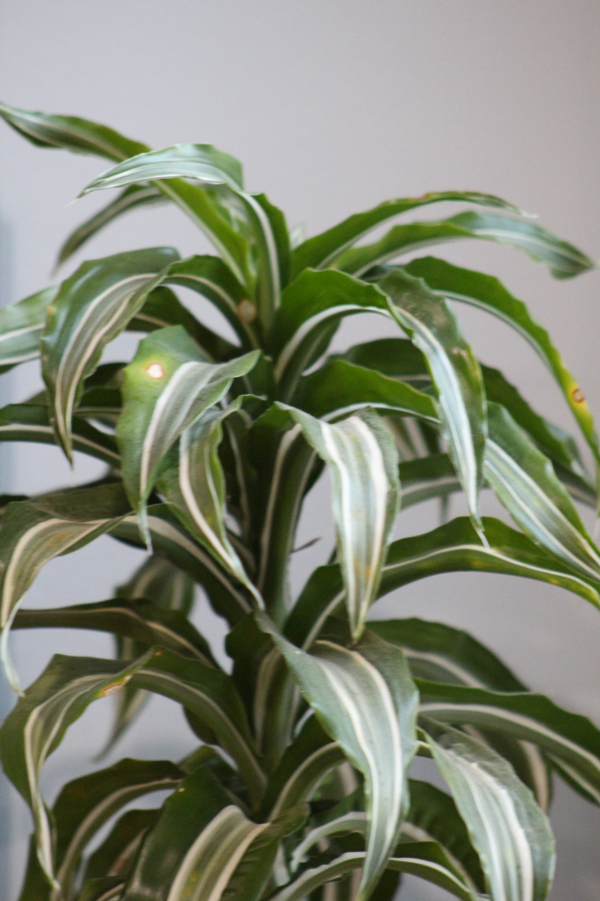 Canon EF 75-300mm f/4-5.6 USM sample photo. Img photography