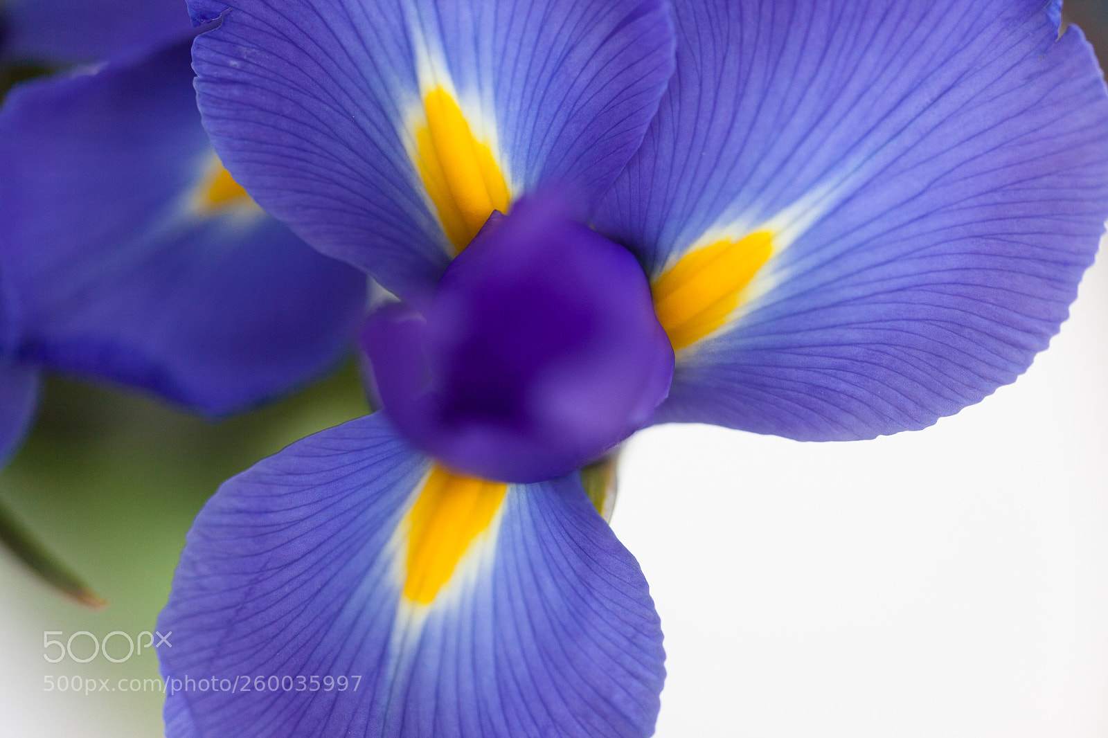 Canon EOS 5D Mark II sample photo. Iris photography