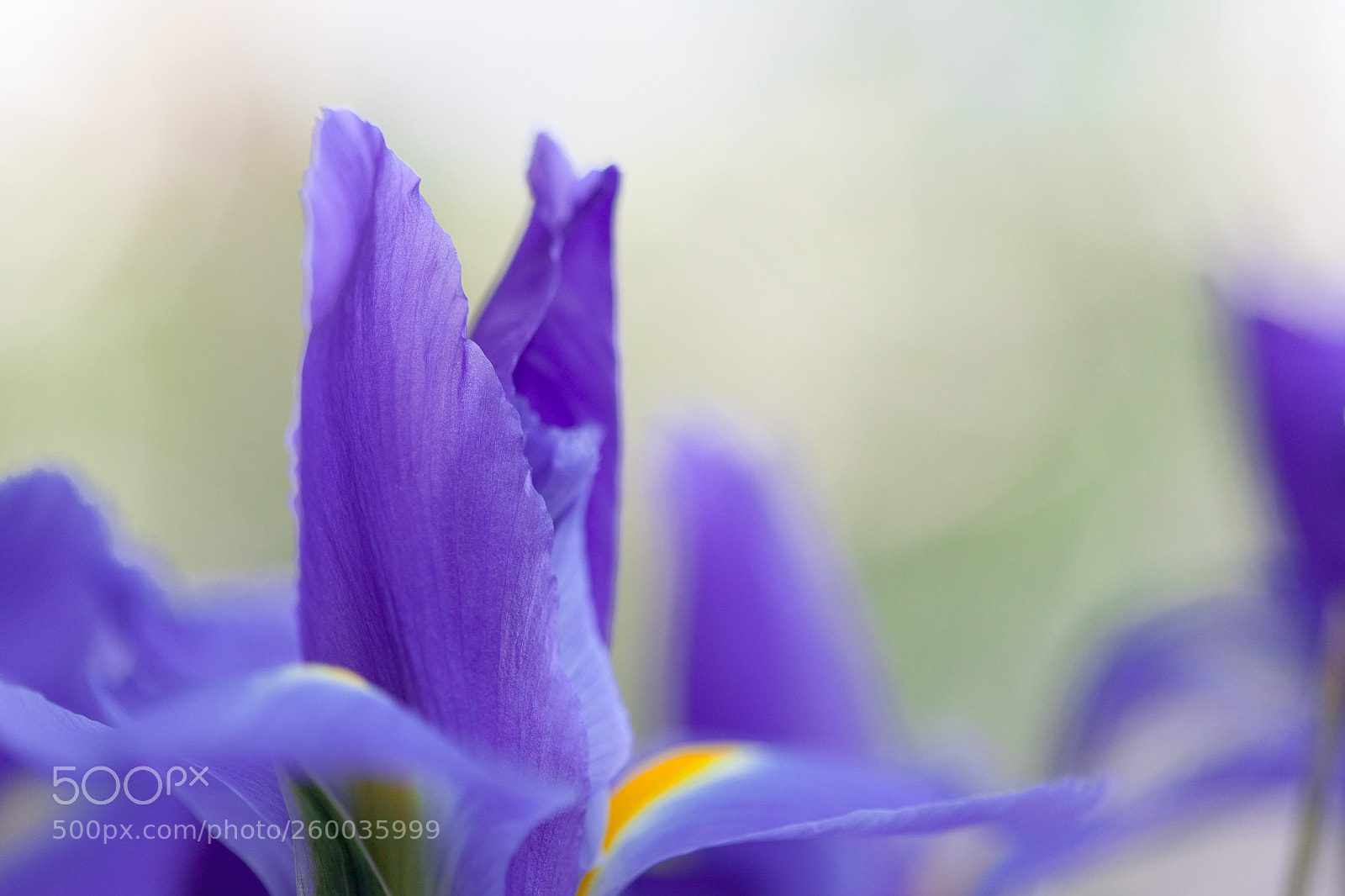 Canon EOS 5D Mark II sample photo. Iris photography