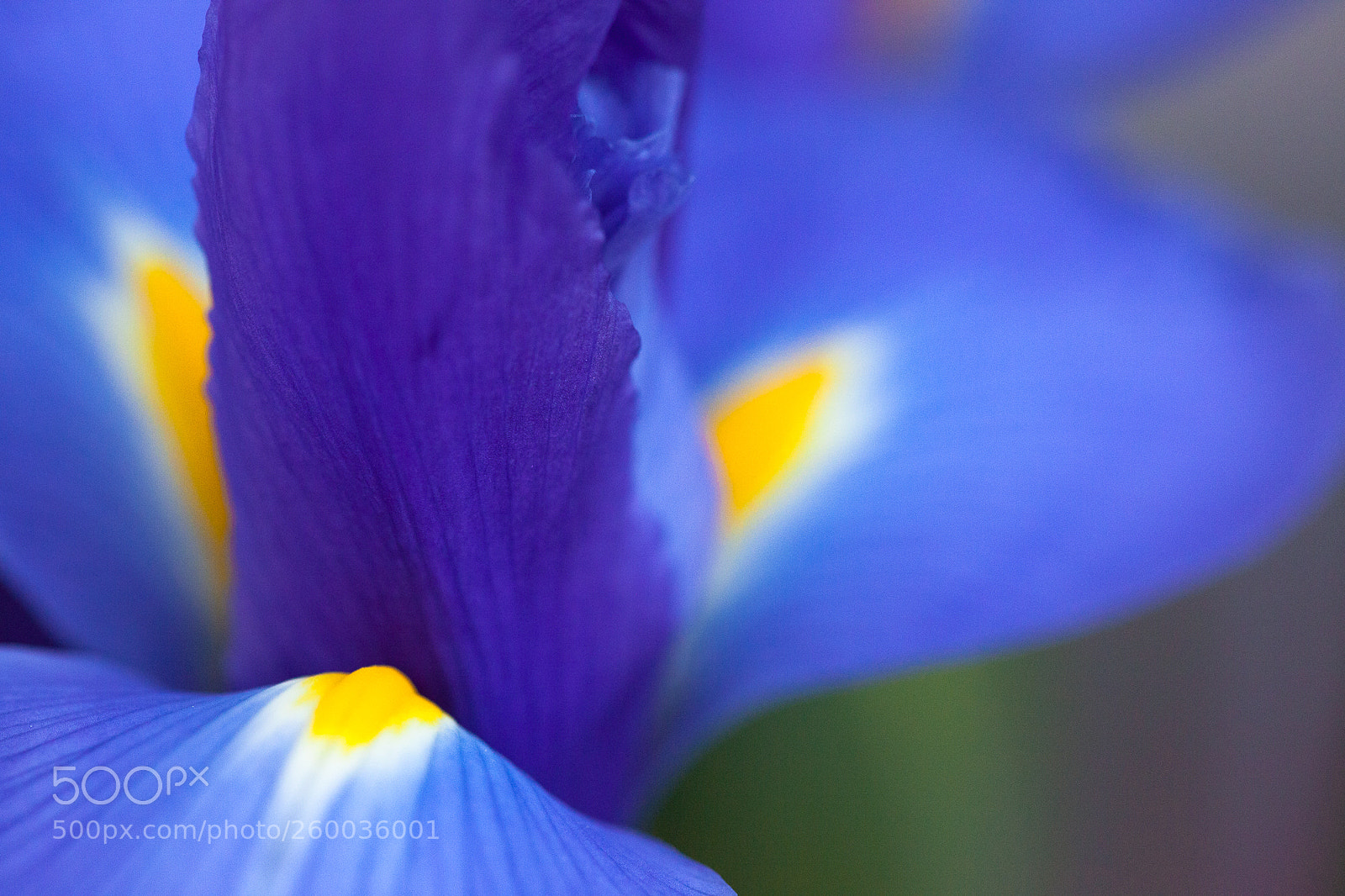Canon EOS 5D Mark II sample photo. Iris photography