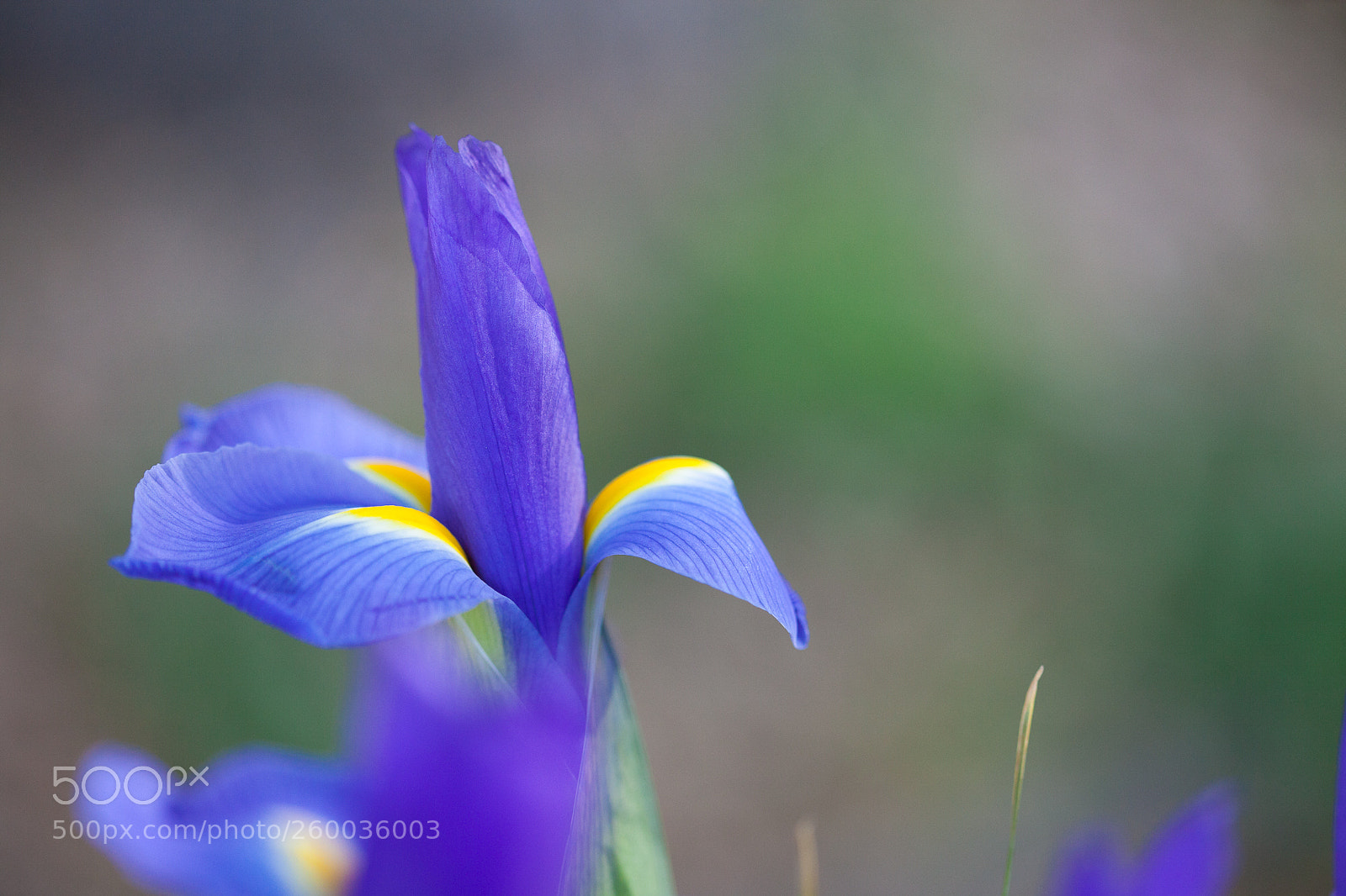 Canon EOS 5D Mark II sample photo. Iris photography