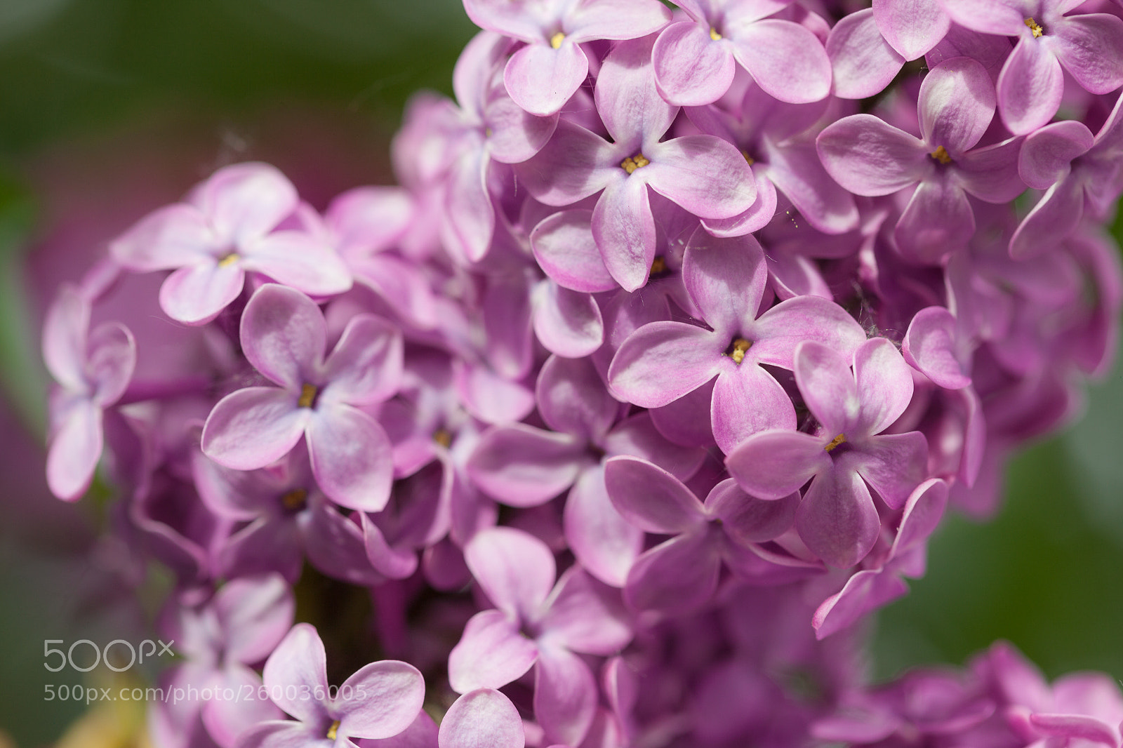 Canon EOS 5D Mark II sample photo. Lilac photography