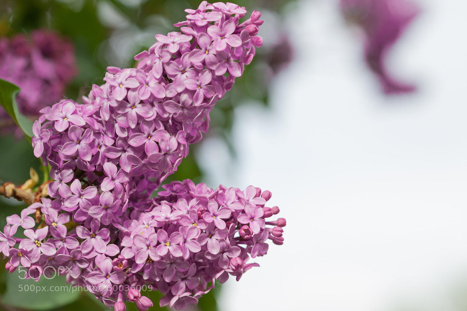 Canon EOS 5D Mark II sample photo. Lilac photography