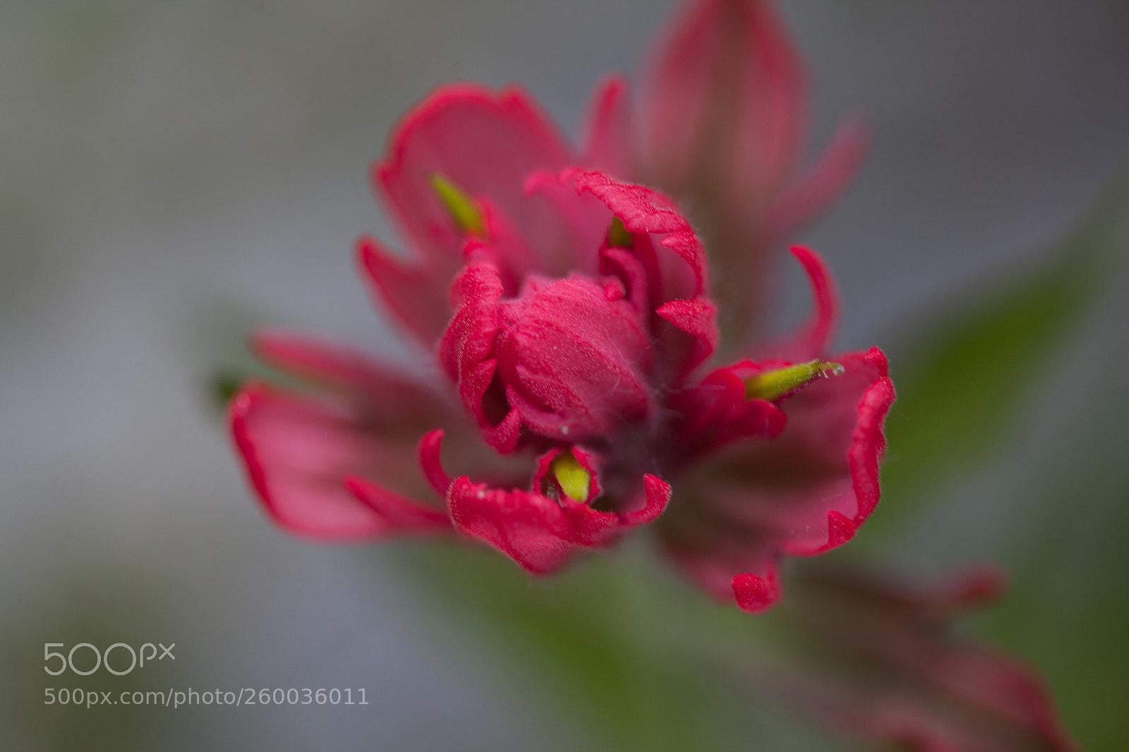 Canon EOS 5D Mark II sample photo. Pinkness photography
