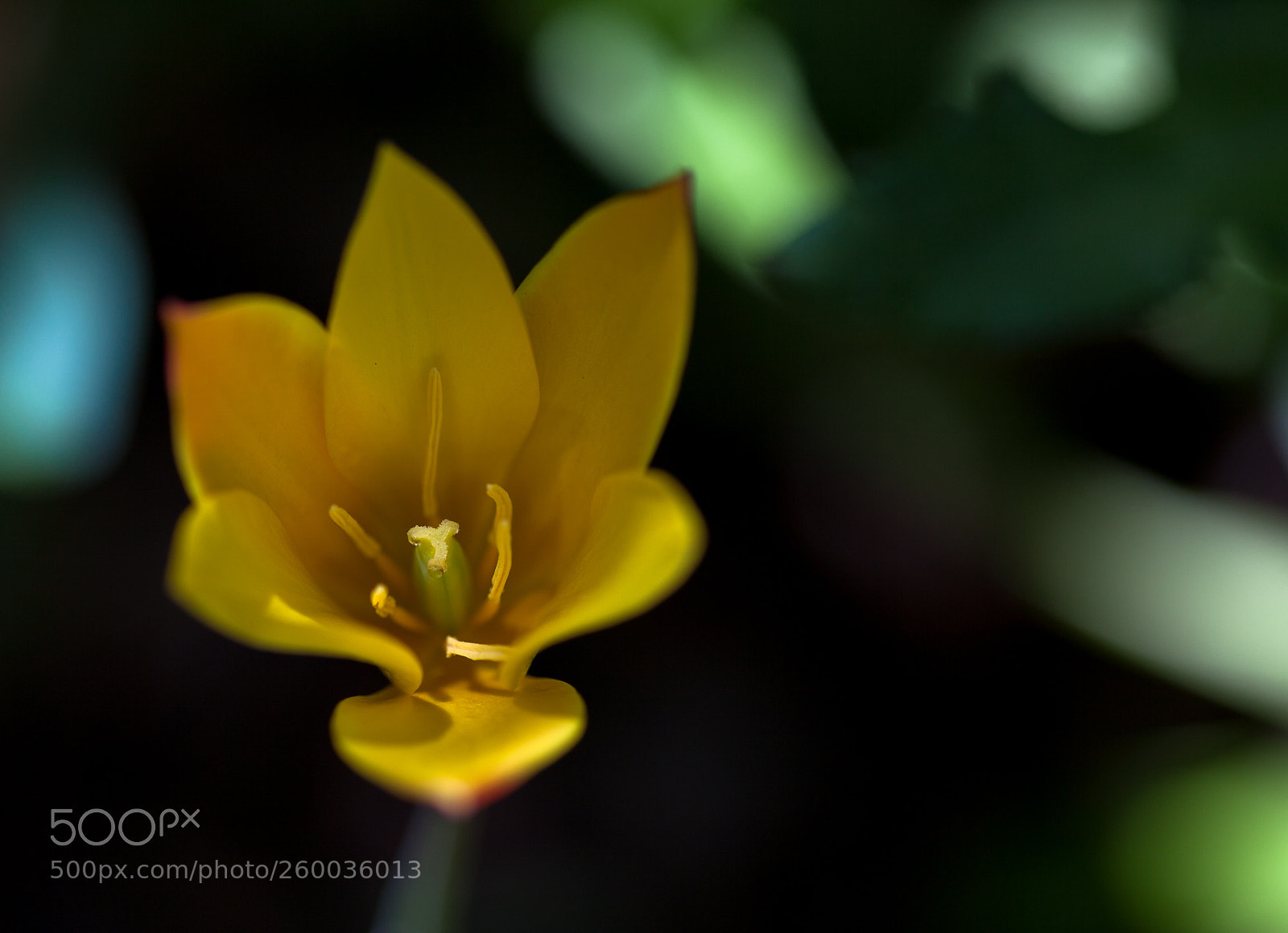 Canon EOS 5D Mark II sample photo. Vibrant photography