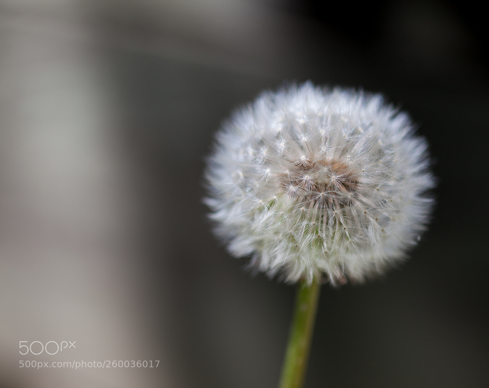Canon EOS 5D Mark II sample photo. Wish photography