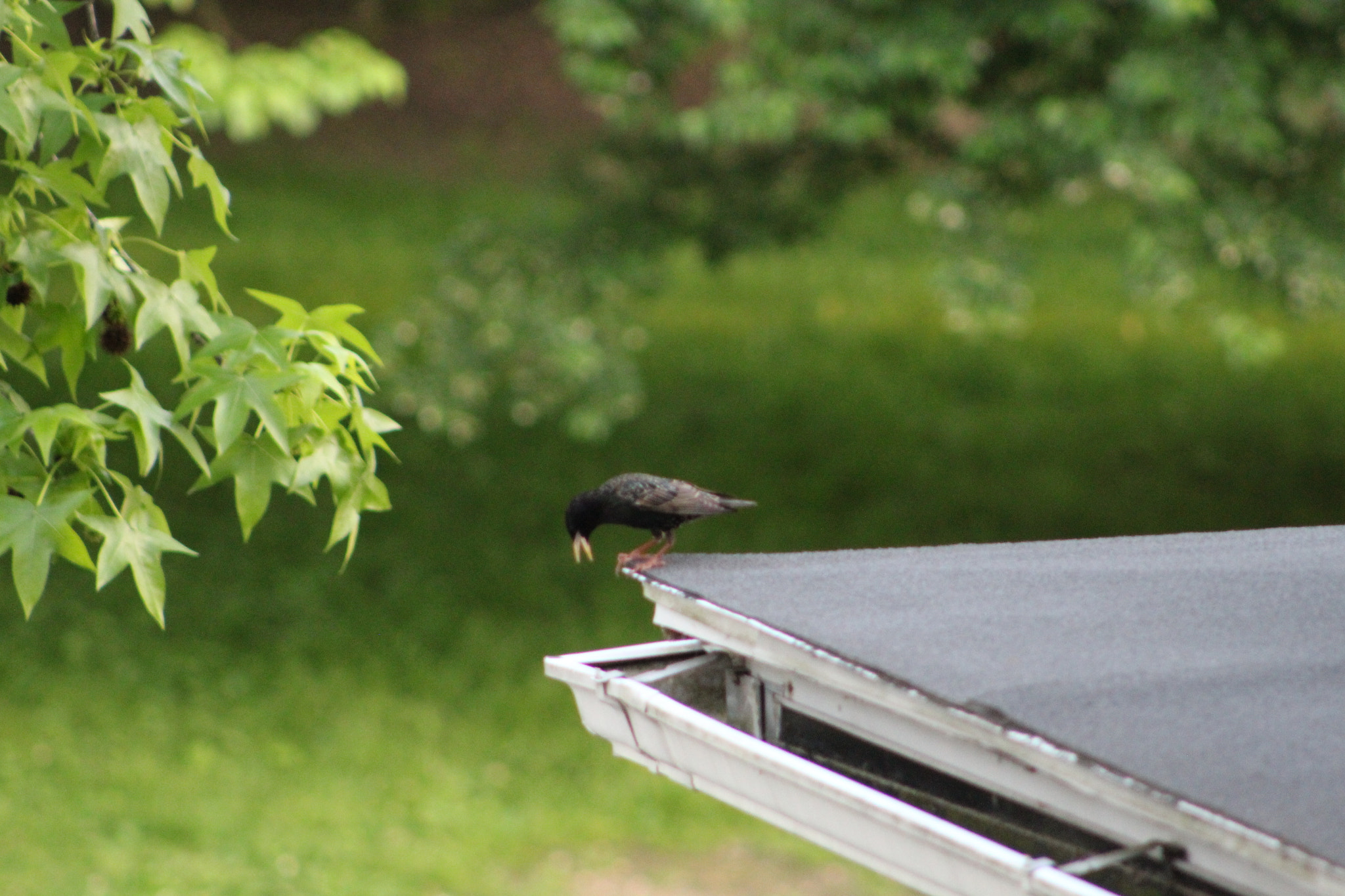 Canon EF 75-300mm f/4-5.6 USM sample photo. Img photography