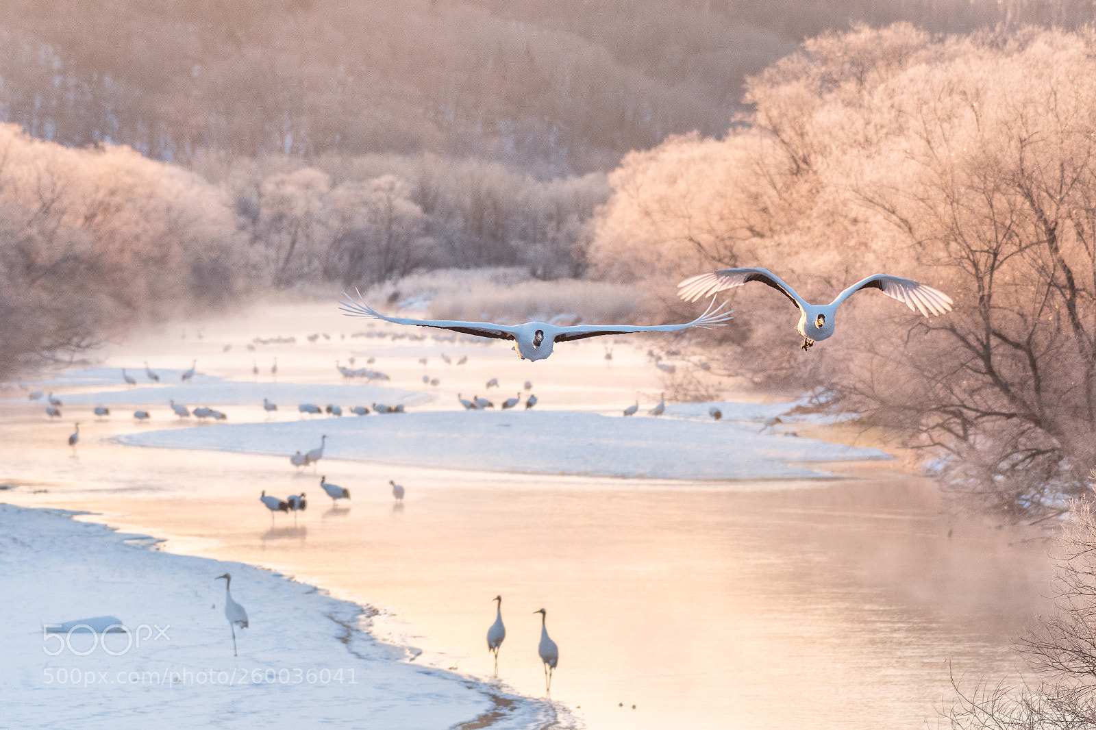 Nikon D500 sample photo. Morning with cranes photography