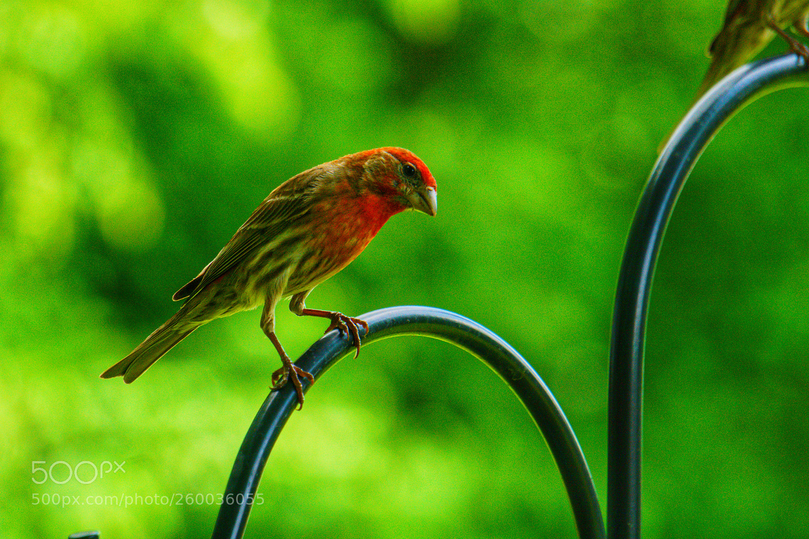 Sony a6000 sample photo. Standing outside (house finch) photography
