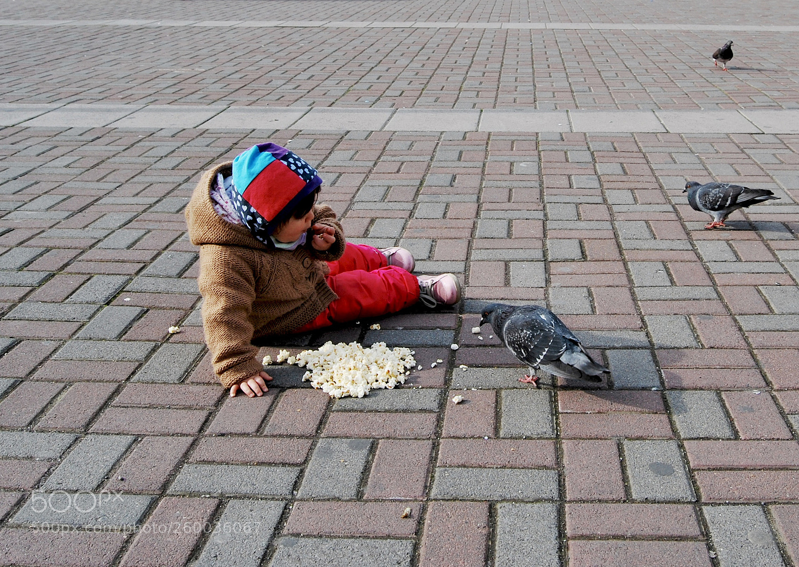 Nikon D60 sample photo. Pigeons breakfast photography