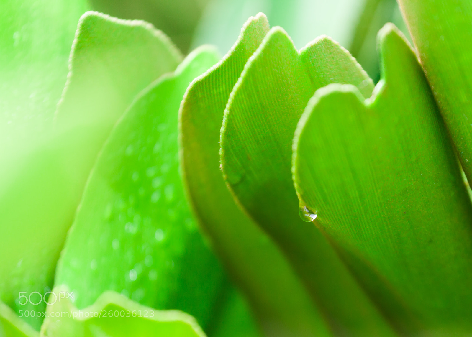 Canon EOS 5D Mark II sample photo. Plant chips photography