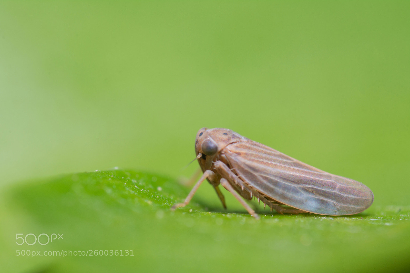 Nikon D7100 sample photo. Small leafhopper photography