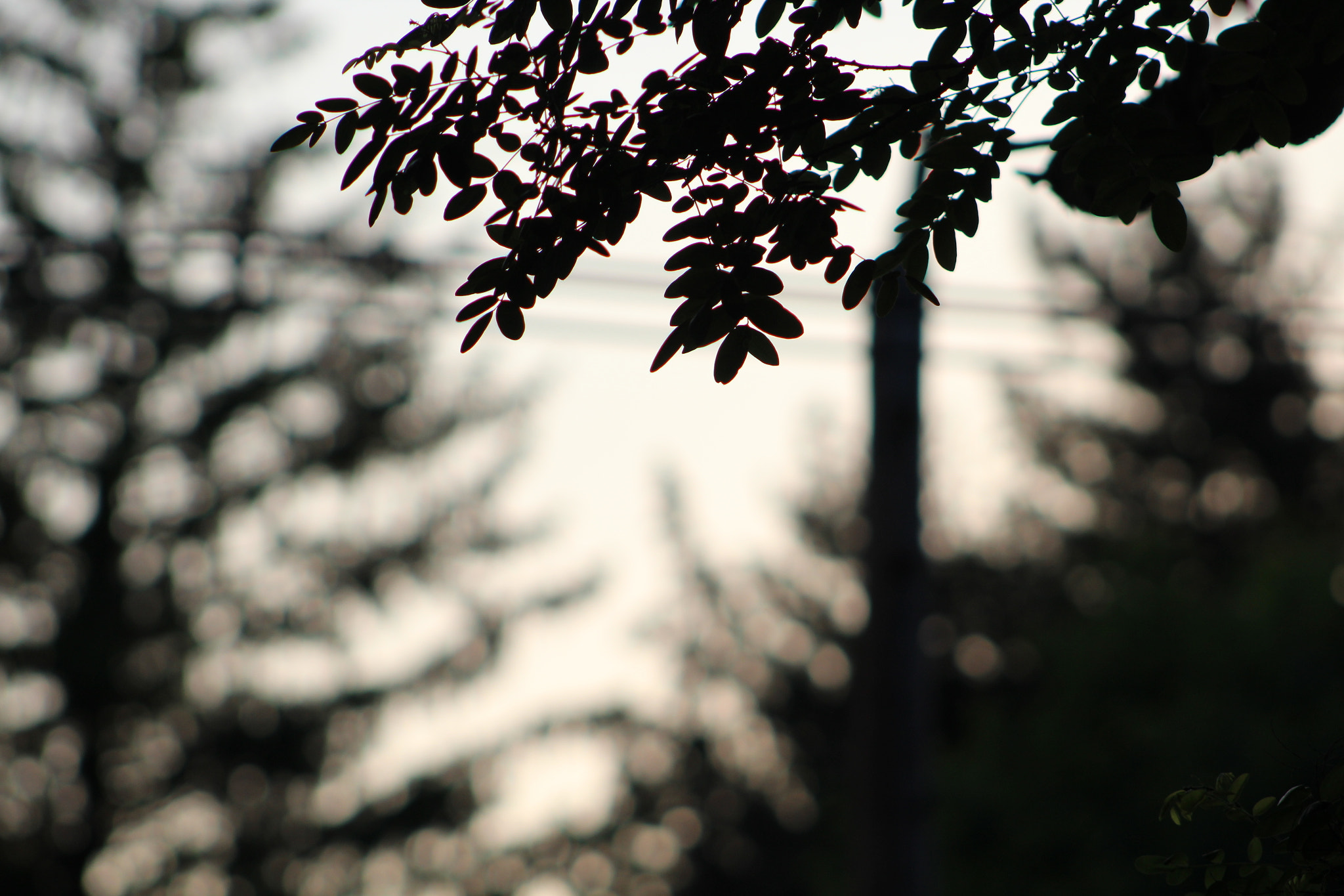 Canon EF 75-300mm f/4-5.6 USM sample photo. Img photography