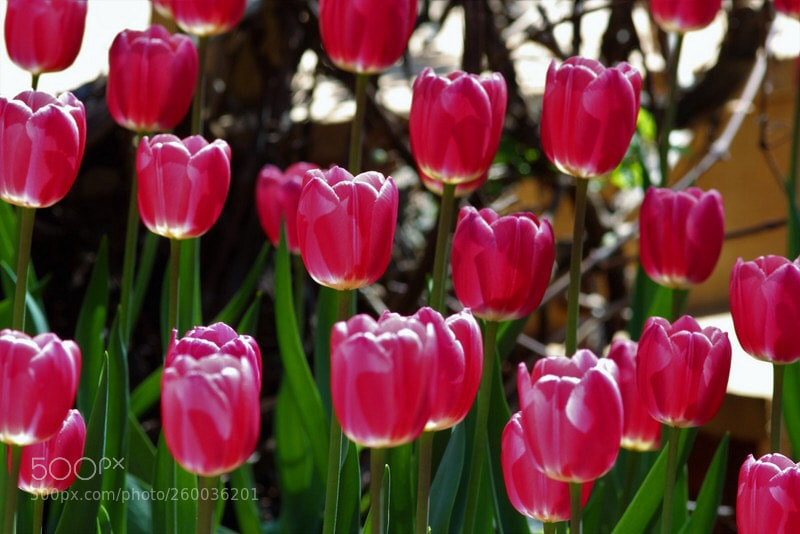 Canon EOS 700D (EOS Rebel T5i / EOS Kiss X7i) sample photo. Tulipes photography