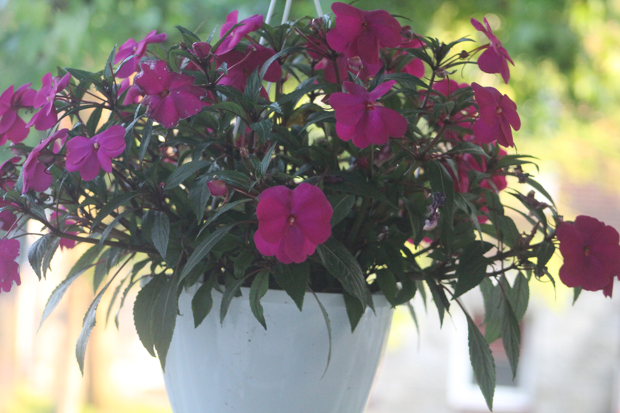 Canon EF 75-300mm f/4-5.6 USM sample photo. Img photography
