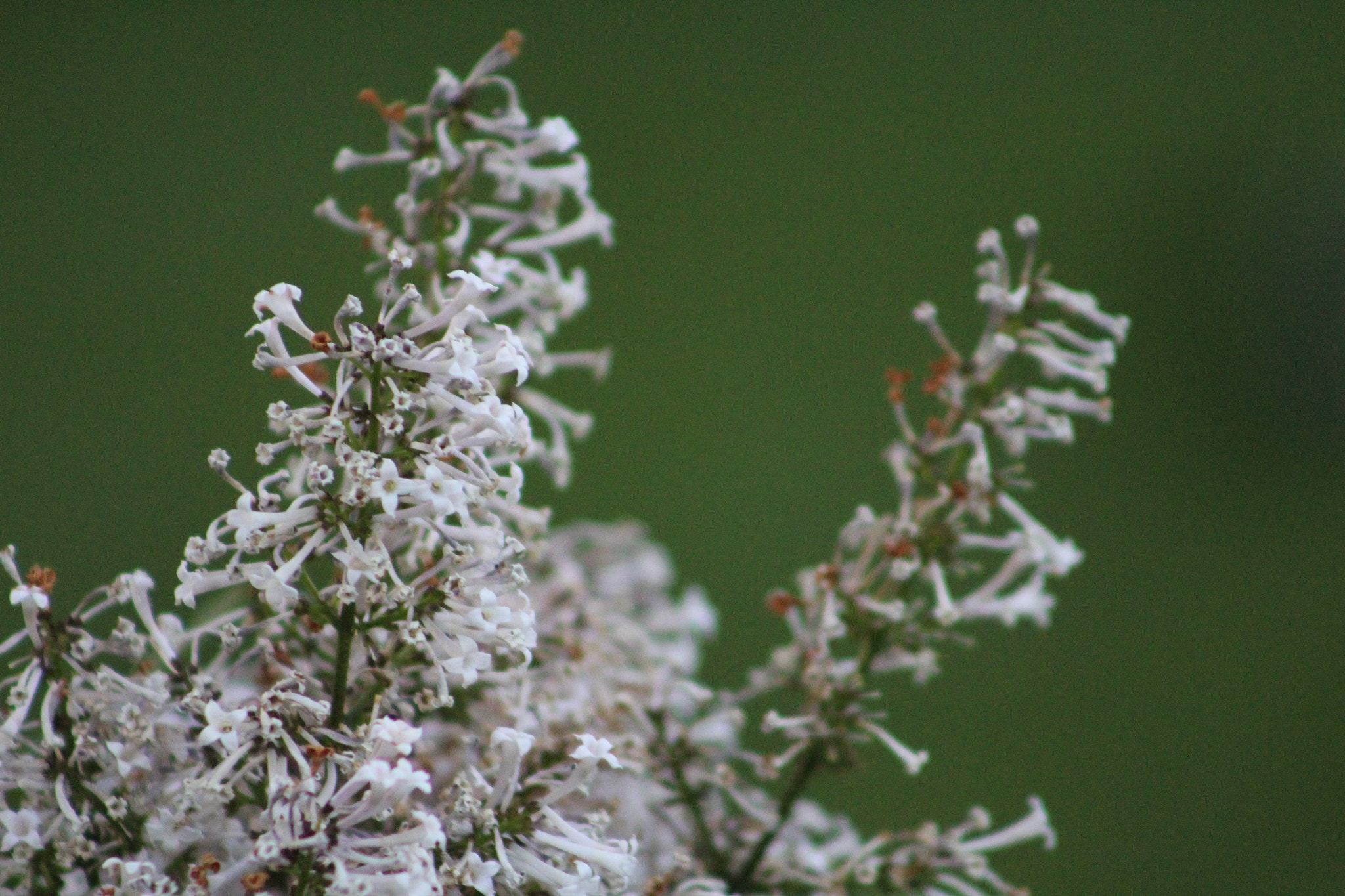 Canon EF 75-300mm f/4-5.6 USM sample photo. Img photography