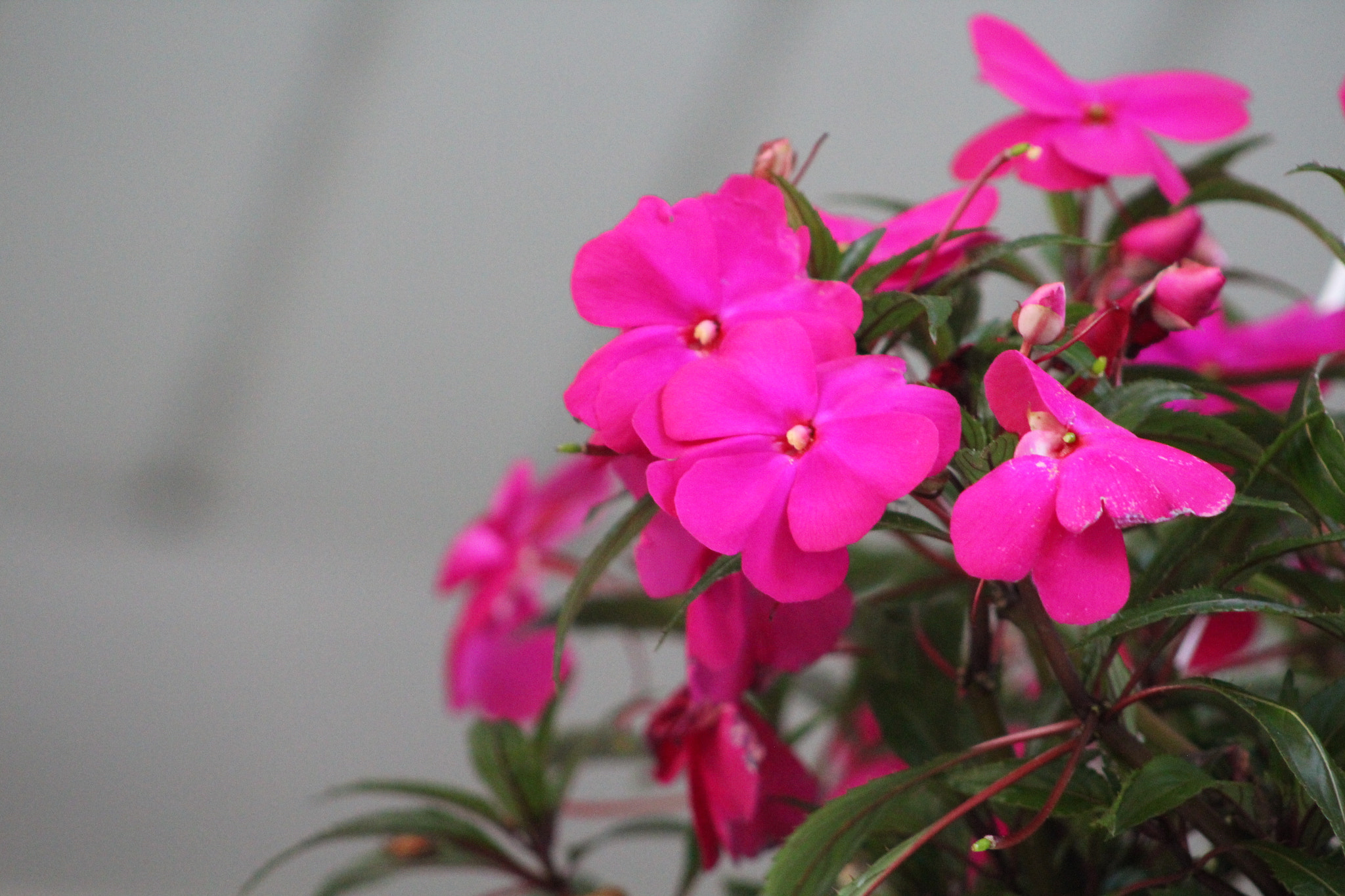 Canon EF 75-300mm f/4-5.6 USM sample photo. Img photography