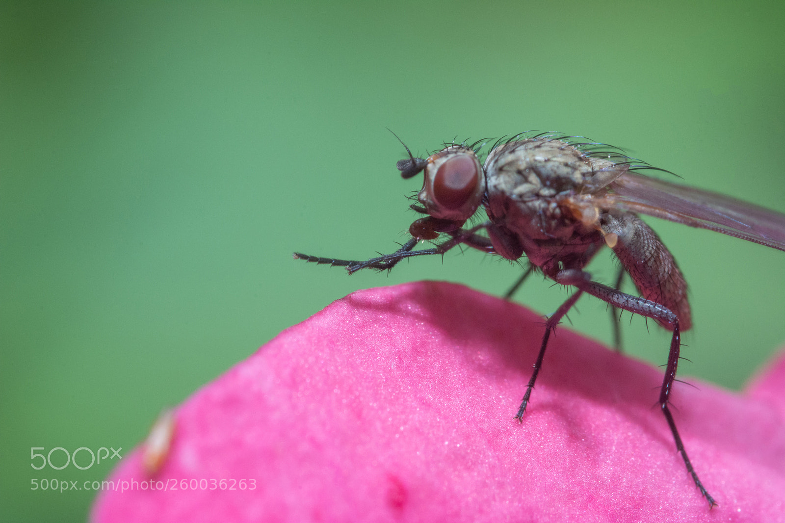 Nikon D7100 sample photo. Fly on petal photography