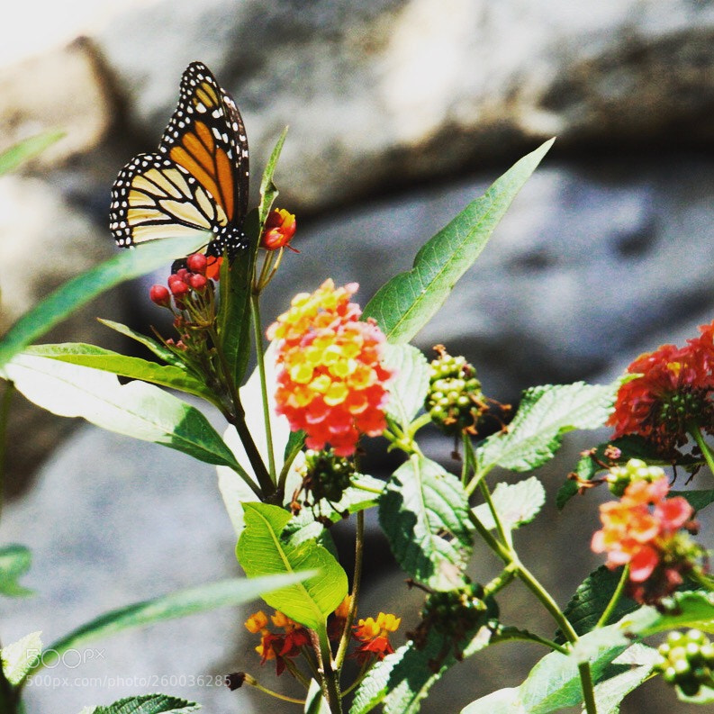 Sony a6000 sample photo. Flitting  photography