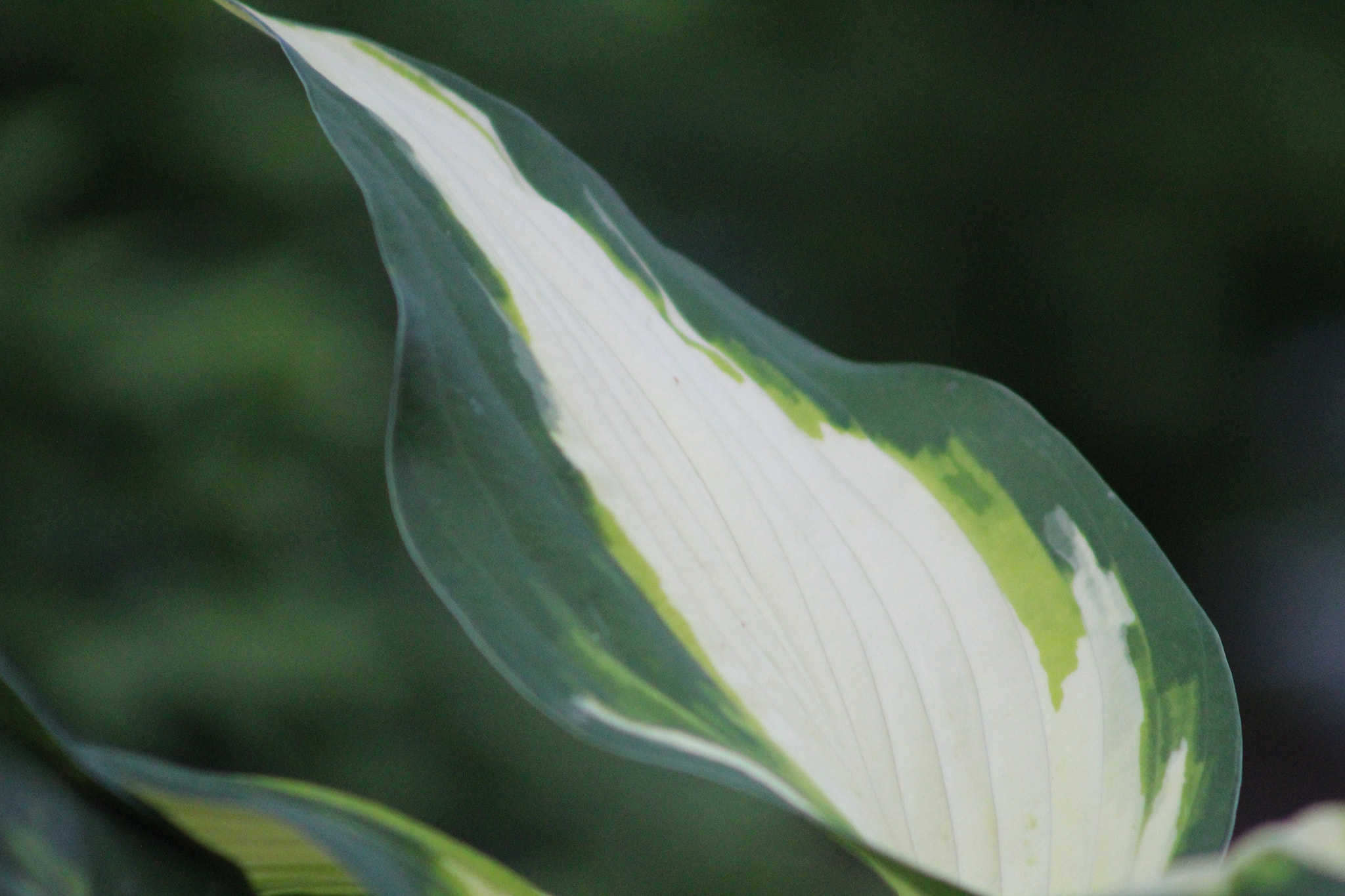 Canon EF 75-300mm f/4-5.6 USM sample photo. Img photography