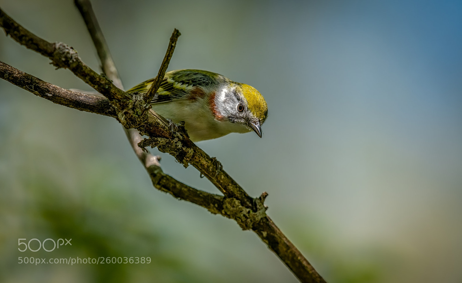 Nikon D500 sample photo. Chestnut-sided warbler photography