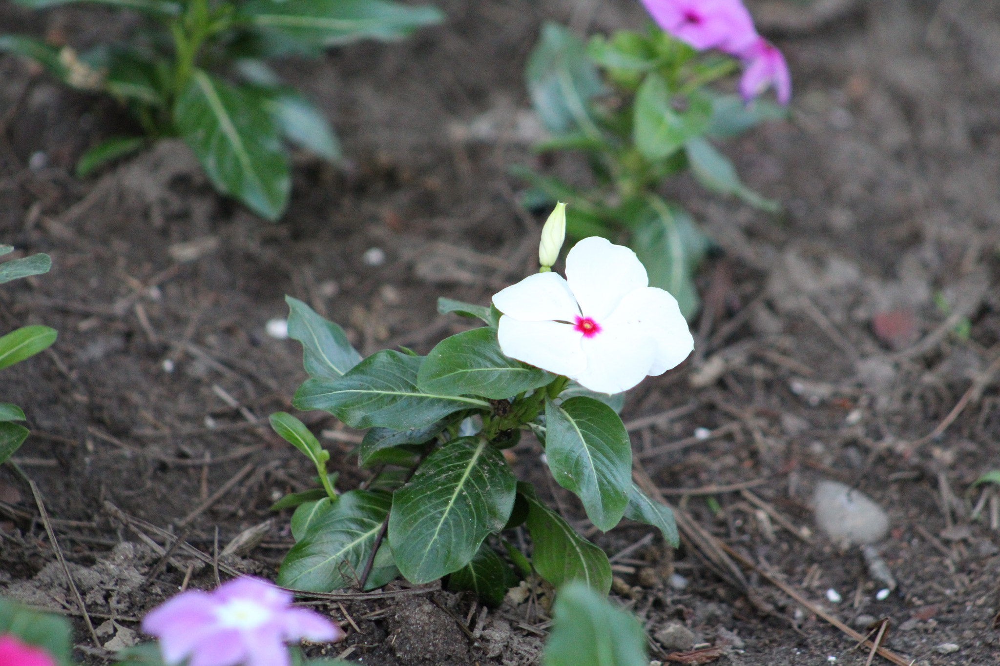 Canon EF 75-300mm f/4-5.6 USM sample photo. Img photography