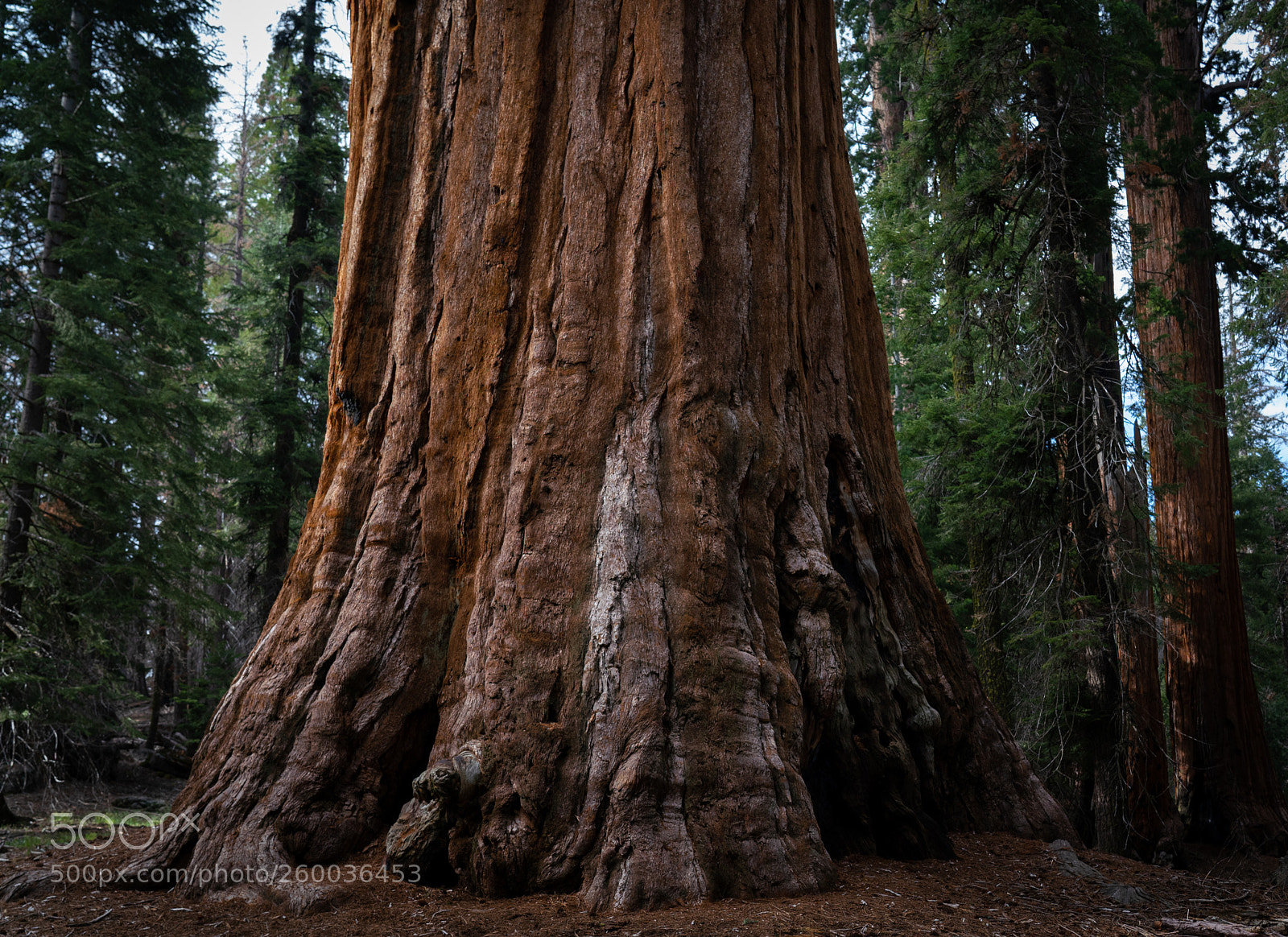Sony a7R III sample photo. There be giants photography