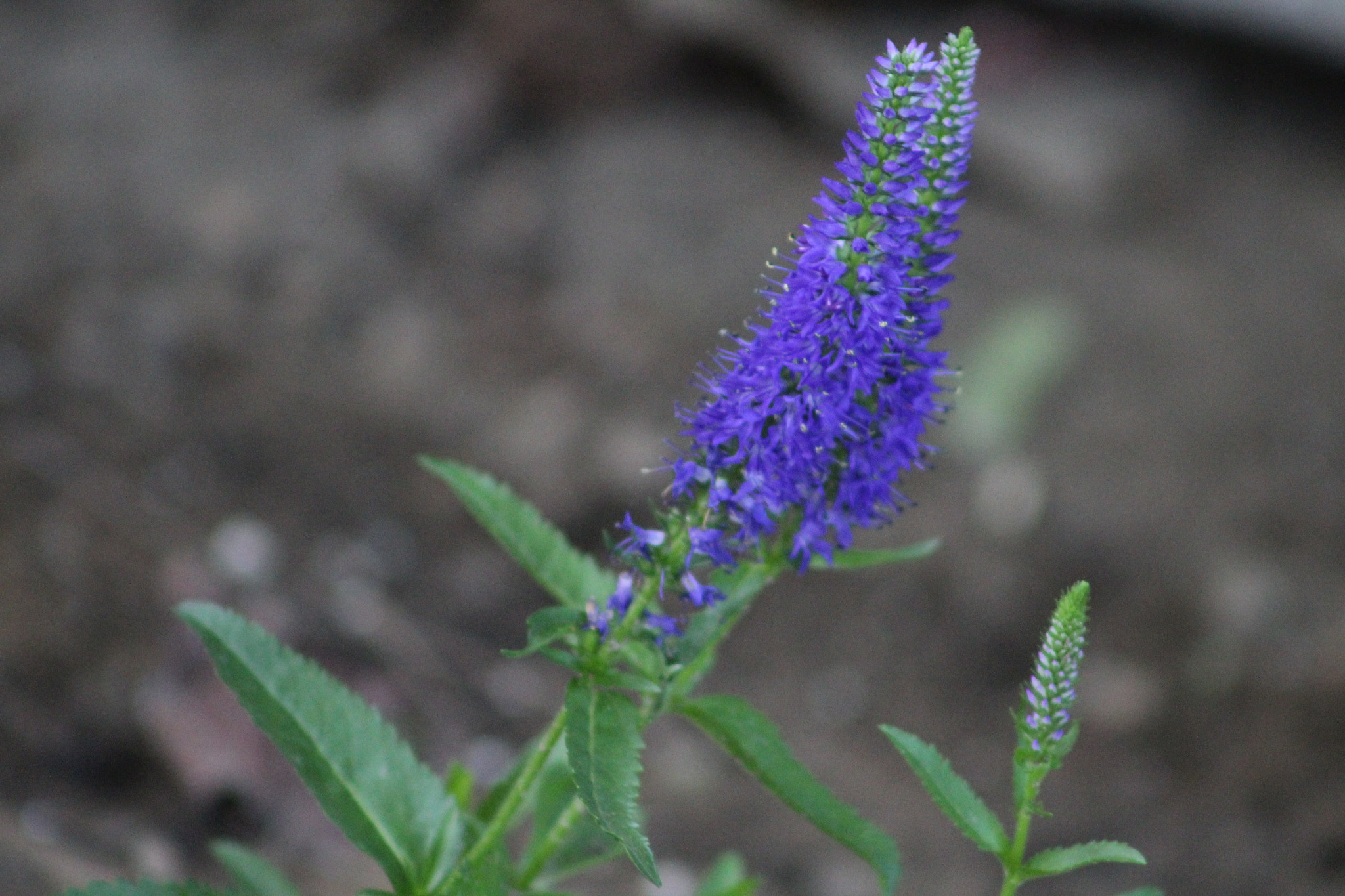 Canon EF 75-300mm f/4-5.6 USM sample photo. Img photography