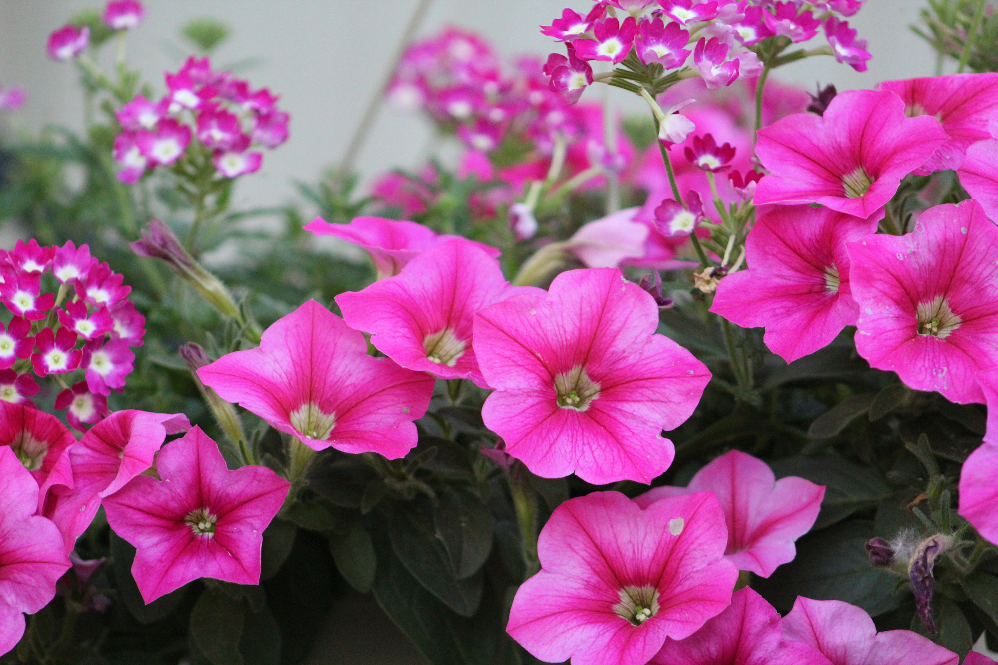 Canon EF 75-300mm f/4-5.6 USM sample photo. Img photography