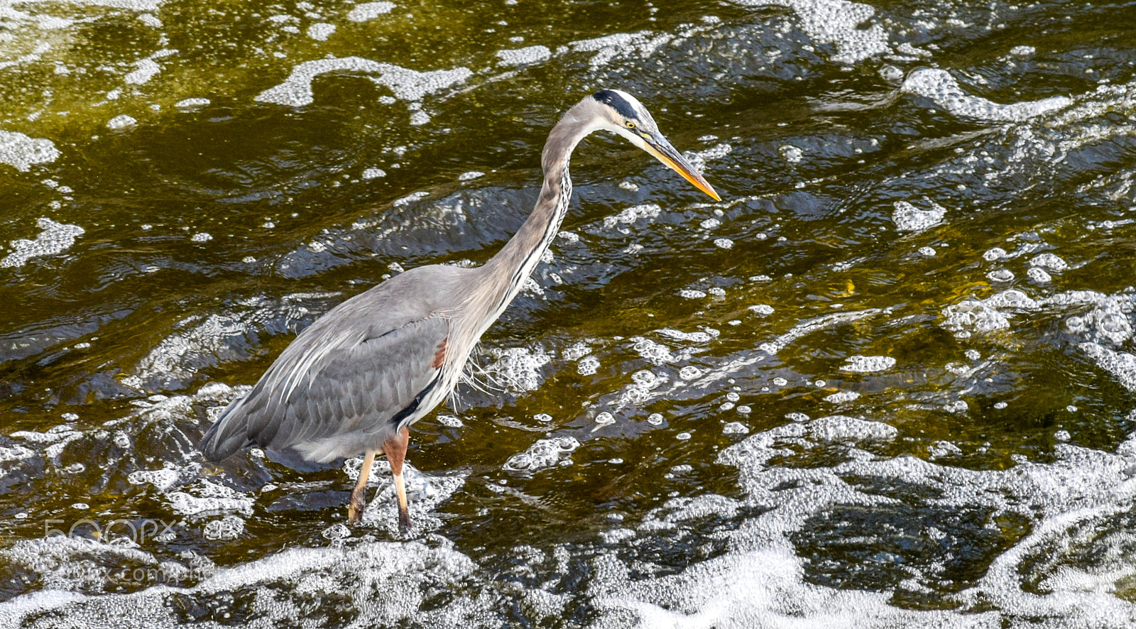 Nikon D3300 sample photo. Great blue heron photography