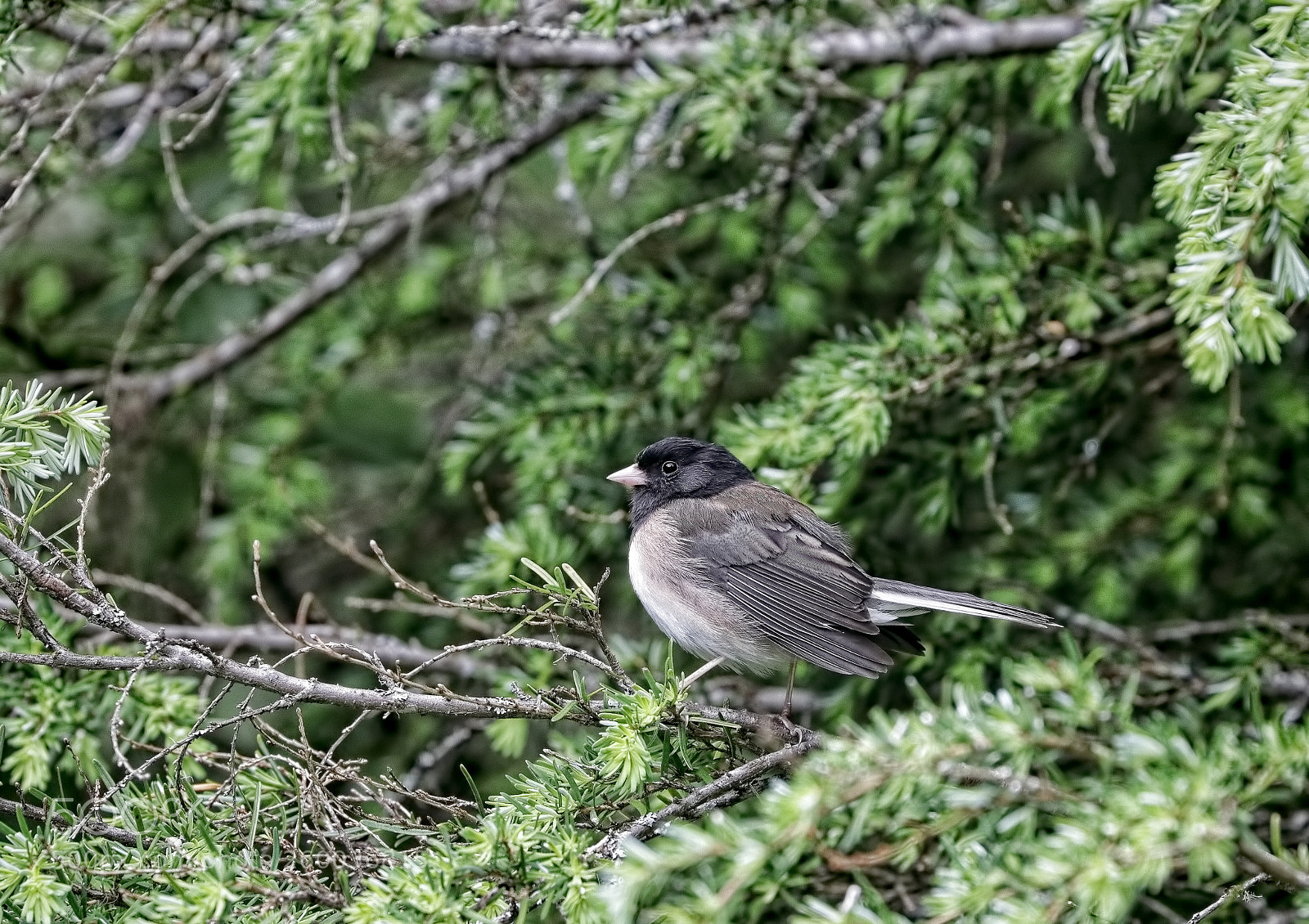 Canon EOS 80D sample photo. Oregon junko photography