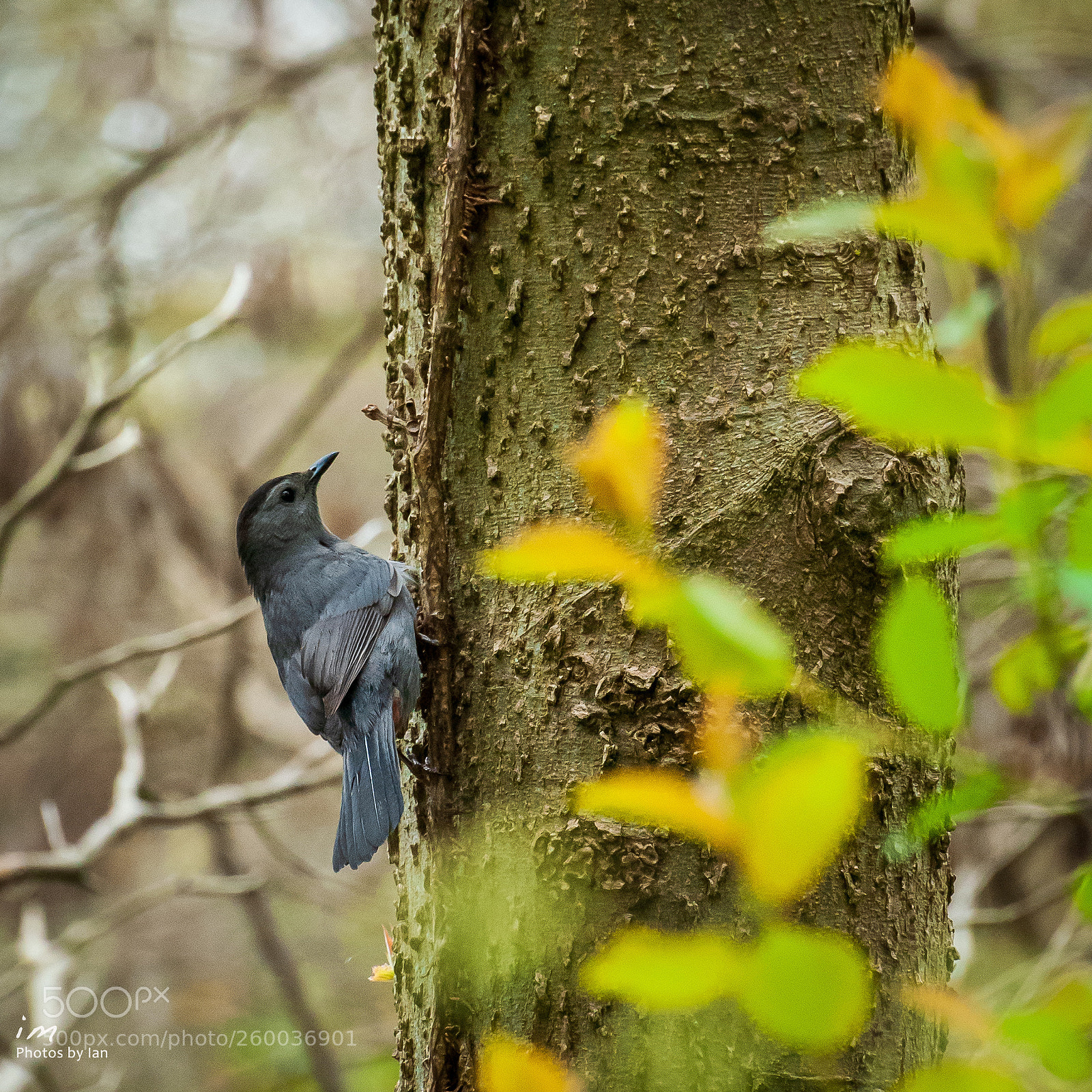 Nikon D60 sample photo. Untitled photography