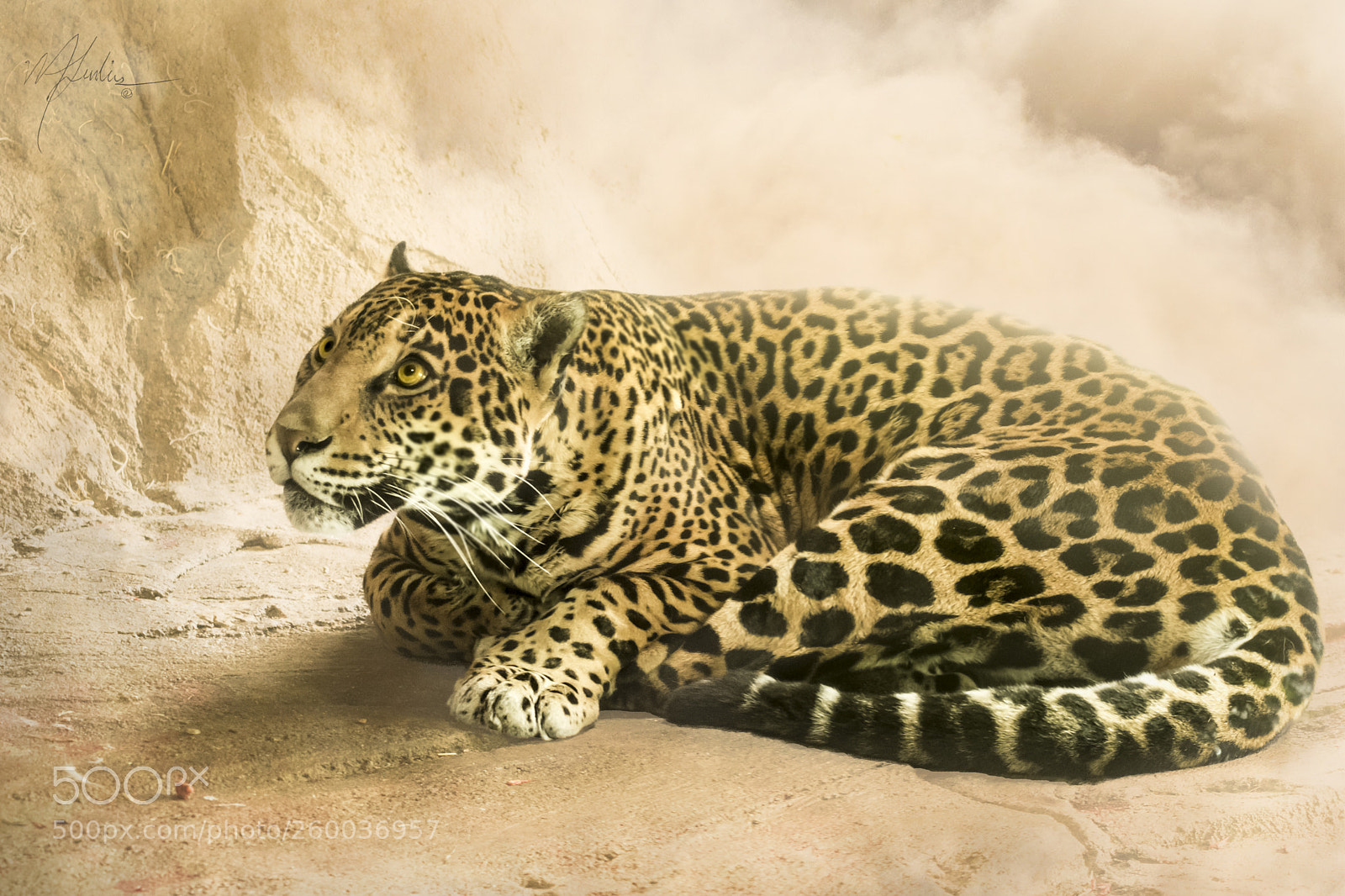 Nikon D3300 sample photo. Jaguar photography