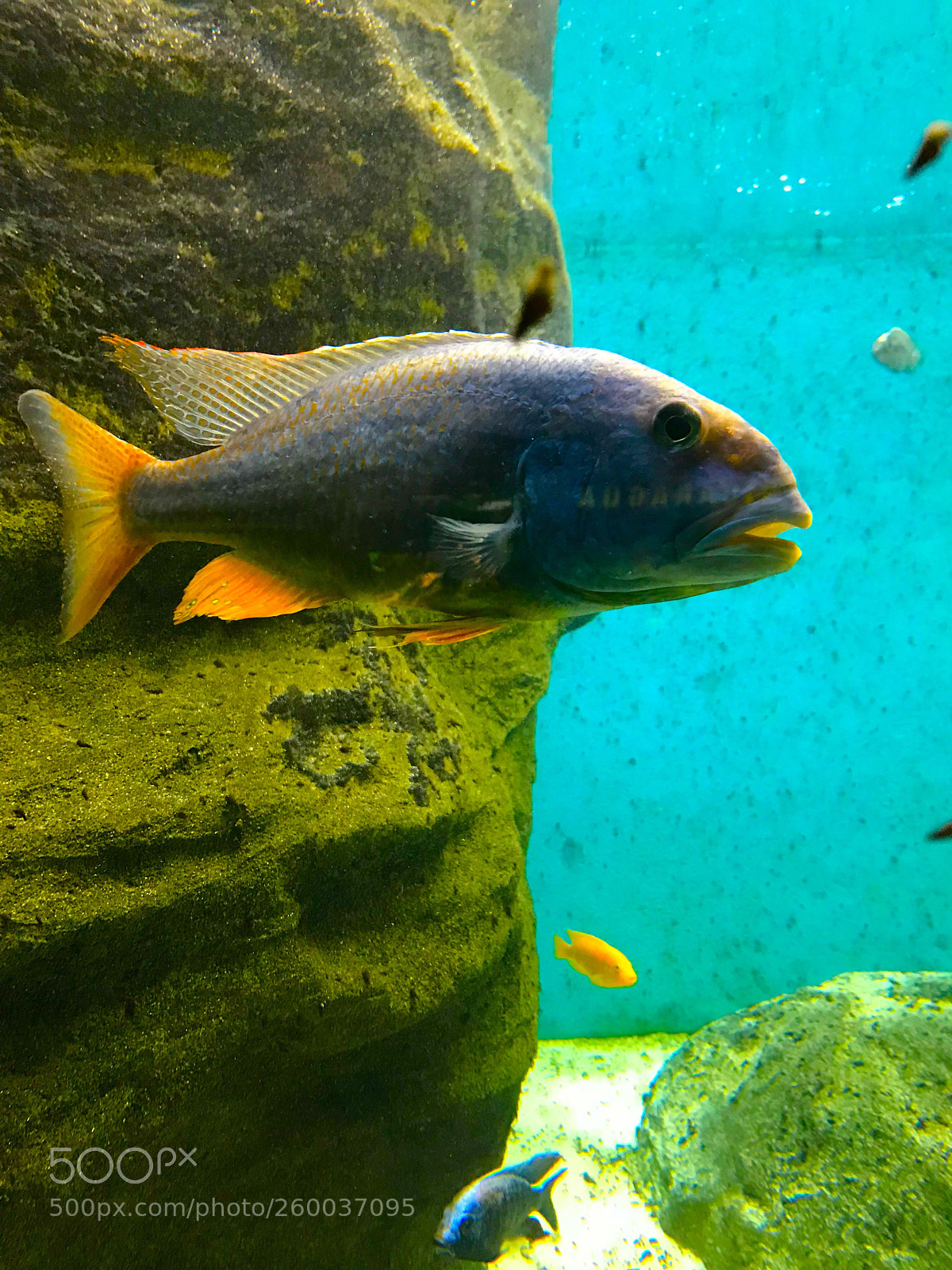 Apple iPhone 7 sample photo. Shedd aquarium
chicago
2018 photography