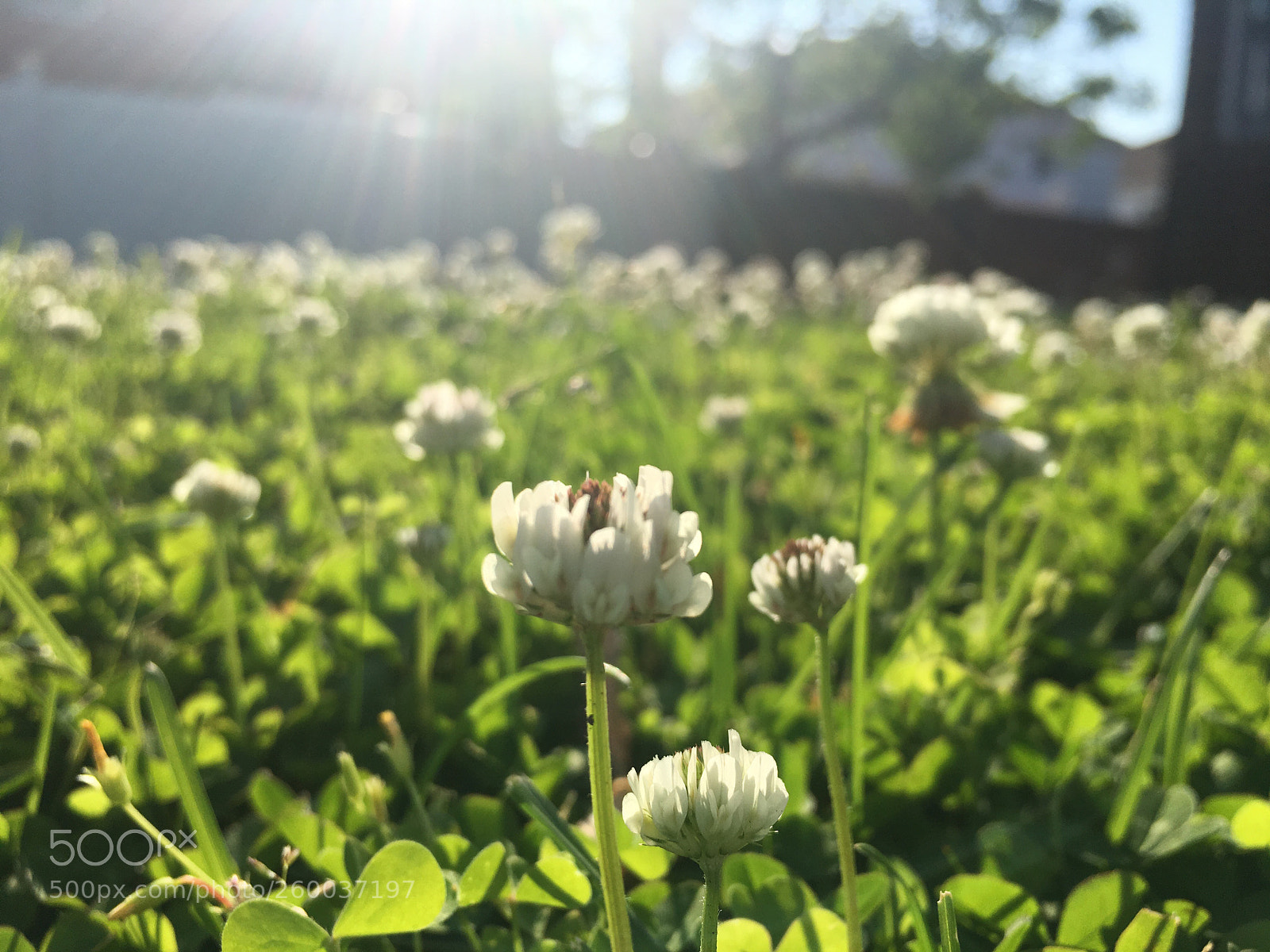 Apple iPhone 6s sample photo. Untitled photography