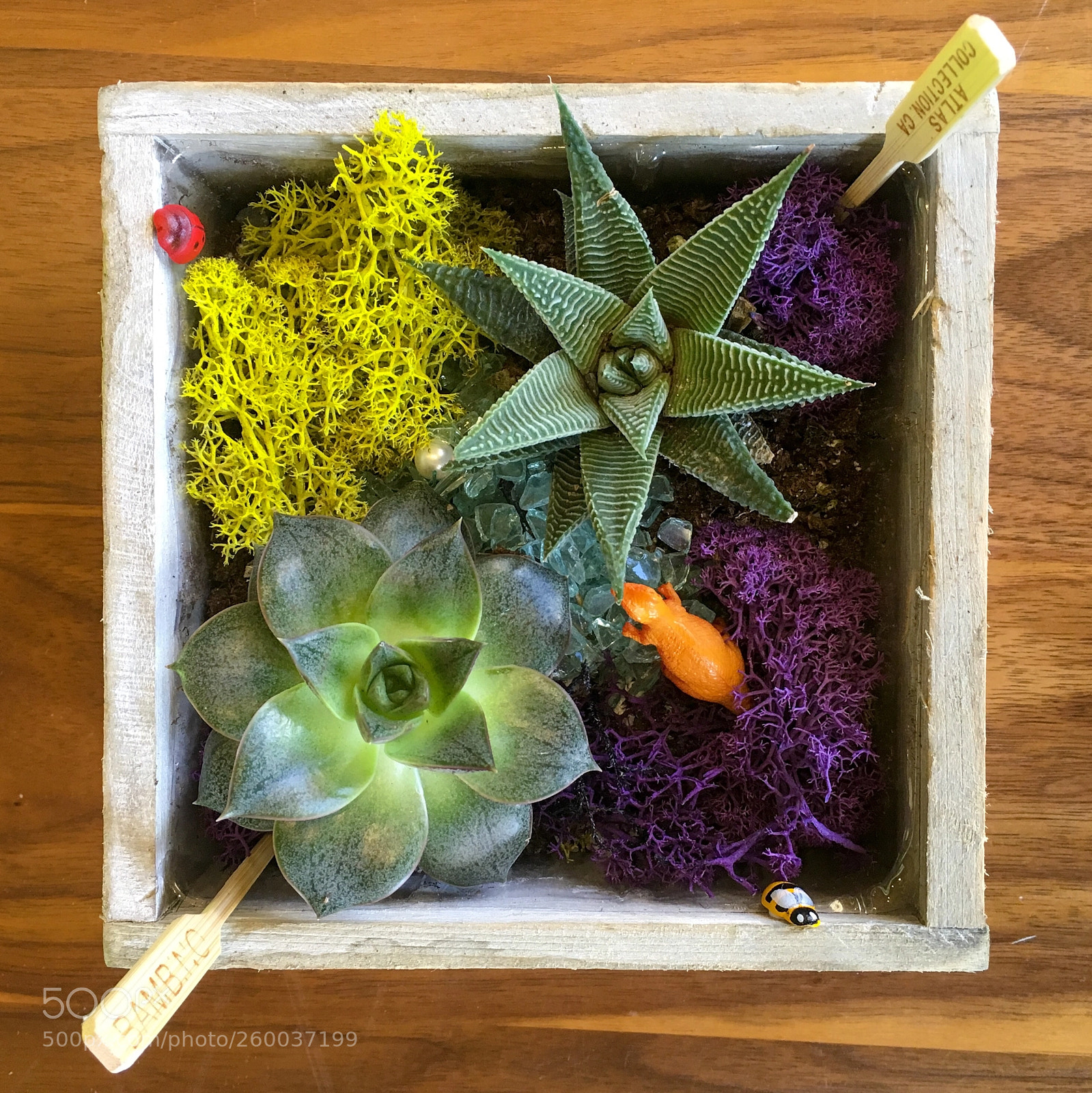 Apple iPhone 6s sample photo. Terrarium photography