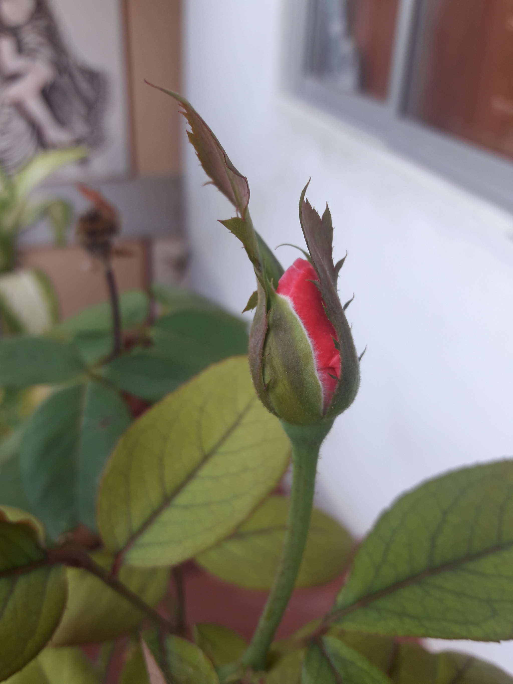 Samsung Galaxy J7 Neo sample photo