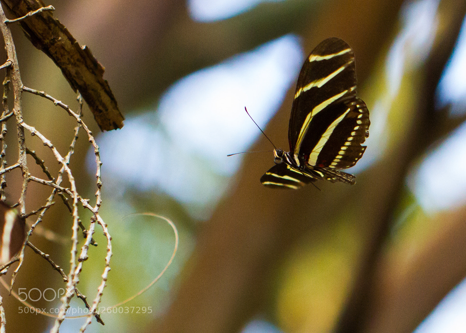 Canon EOS 7D sample photo. Butterfly flight photography