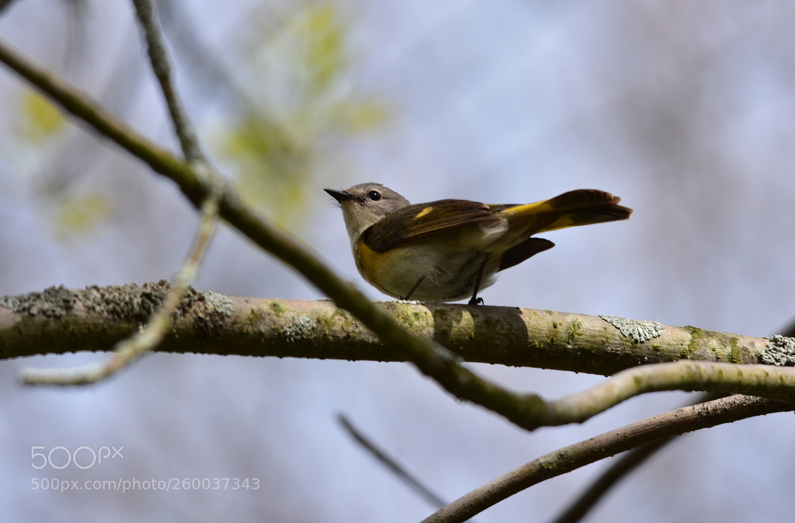 Nikon D7200 sample photo. “female american redstart” photography