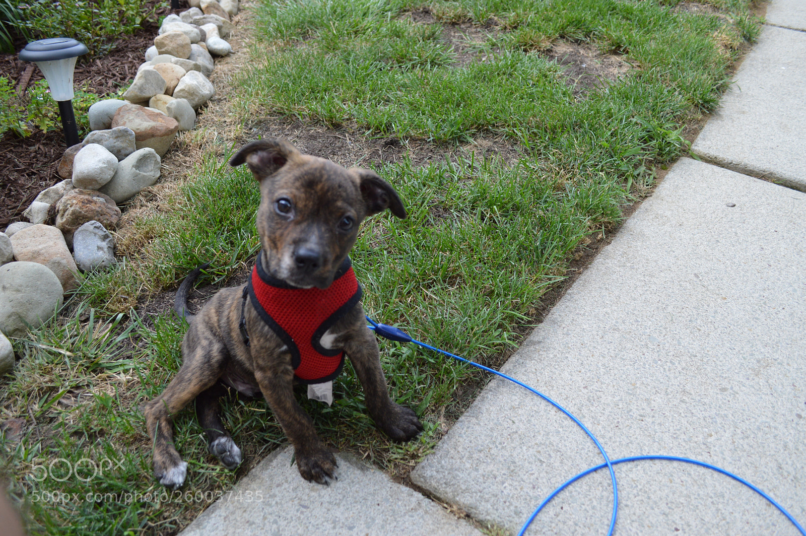 Nikon D3200 sample photo. Jax as a puppy photography