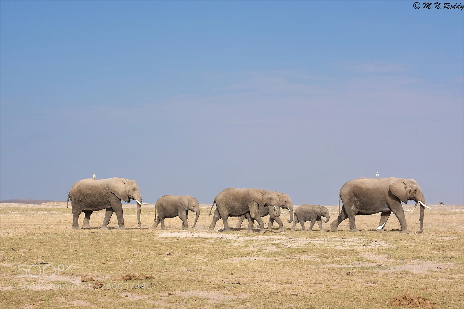 Nikon D750 sample photo. Elephant herd - amboselli photography