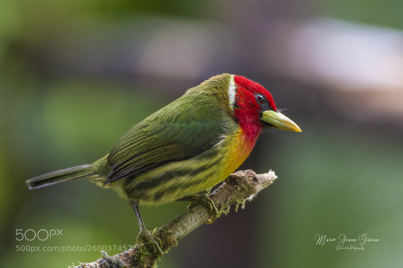 Canon EOS 7D sample photo. Red-headed barbet photography
