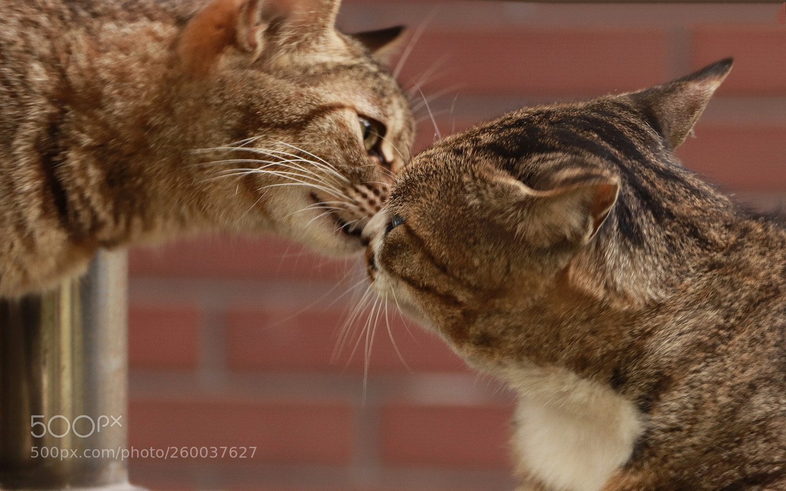 Canon EOS 77D (EOS 9000D / EOS 770D) sample photo. Cat photography