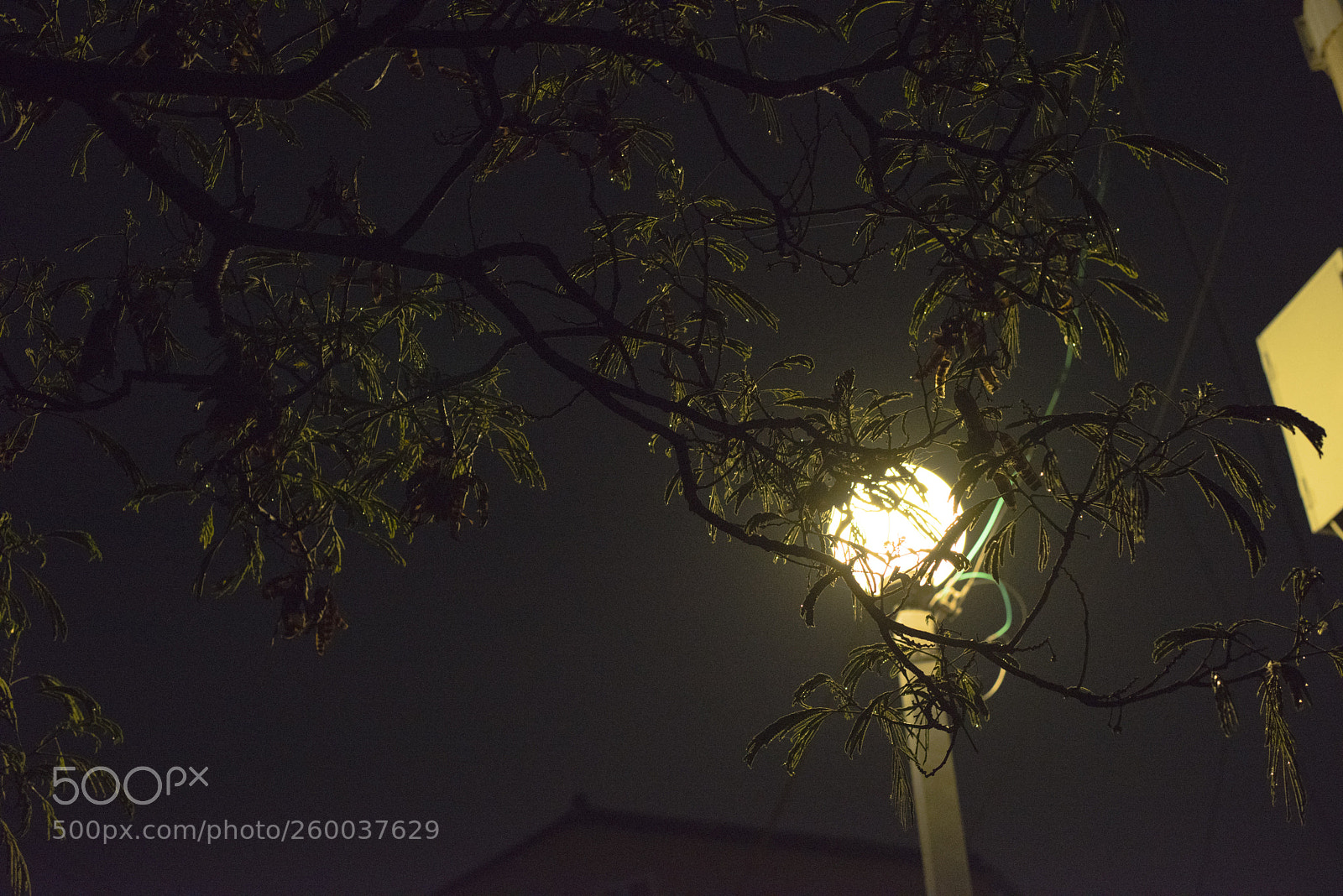 Nikon D810 sample photo. In a night   no.15 photography