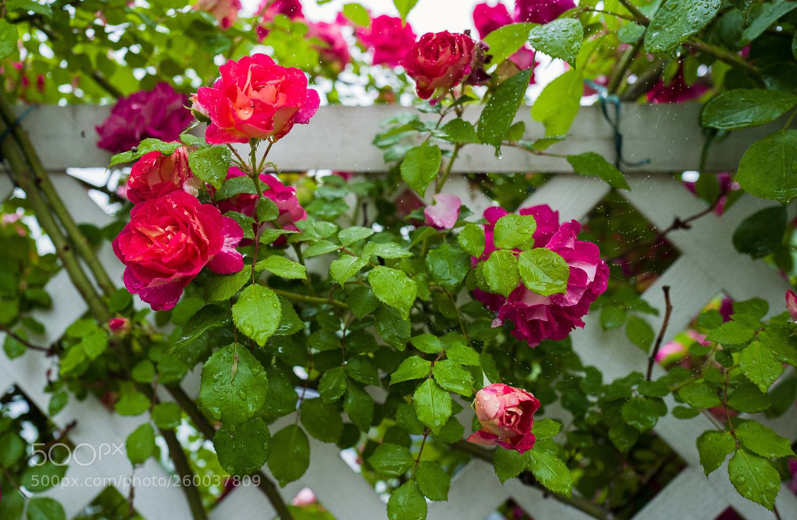 Leica Q (Typ 116) sample photo. Red rose on wednesday photography