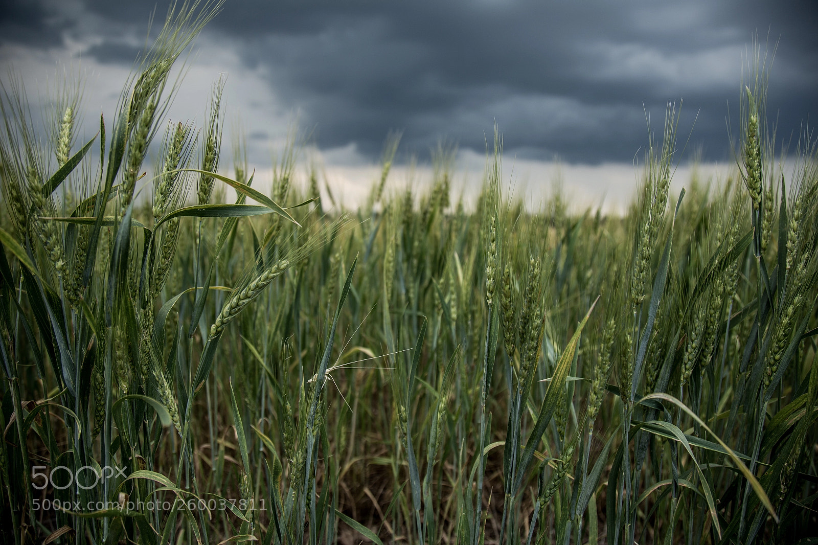 Canon EOS 6D sample photo. Calm before the storm photography