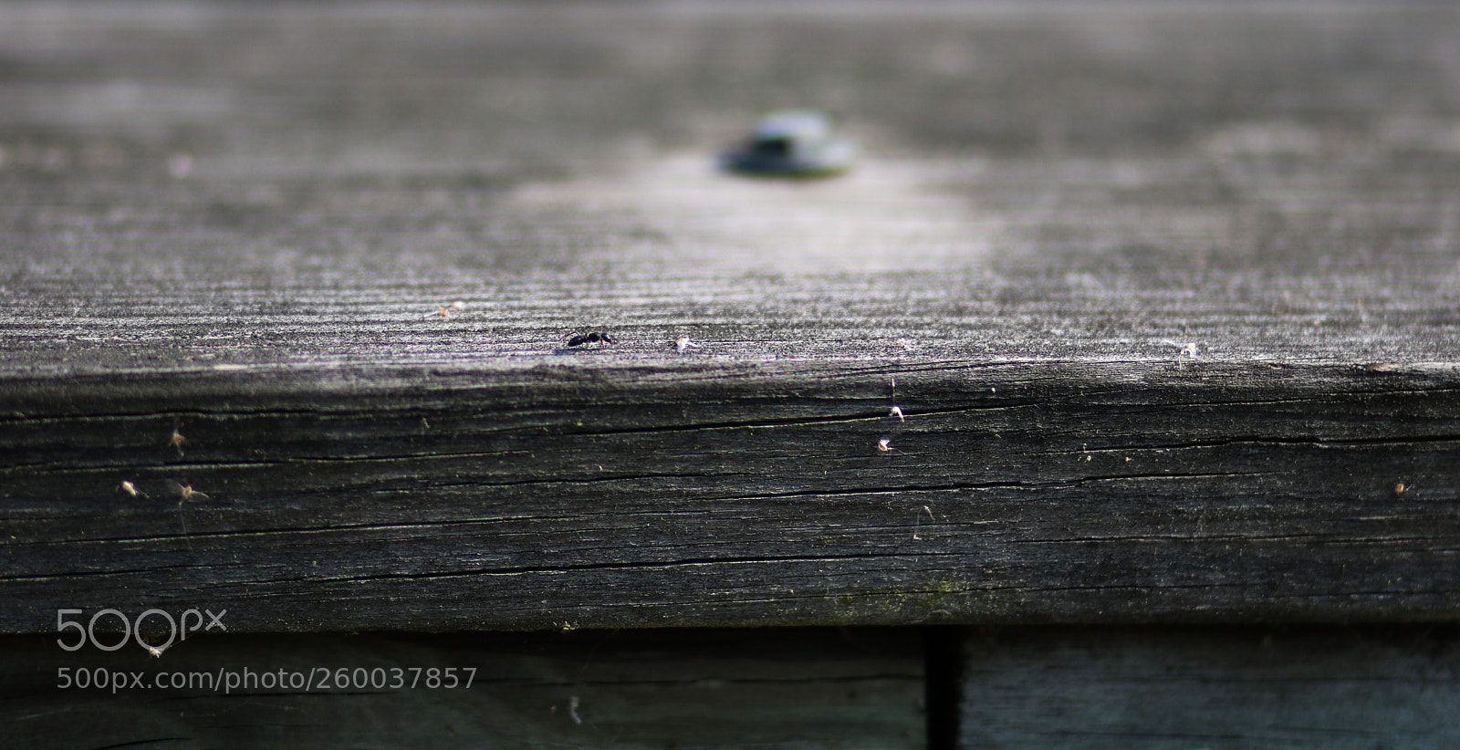 Canon EOS 750D (EOS Rebel T6i / EOS Kiss X8i) sample photo. Ant on the move photography