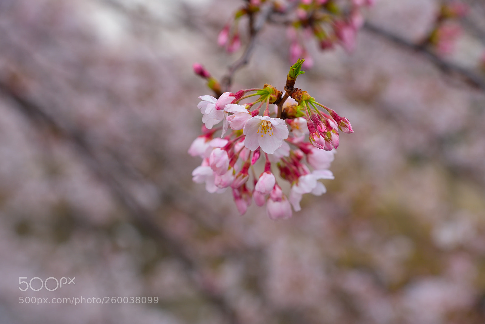 Nikon AF-S Nikkor 24-120mm F4G ED VR sample photo. Sakura photography