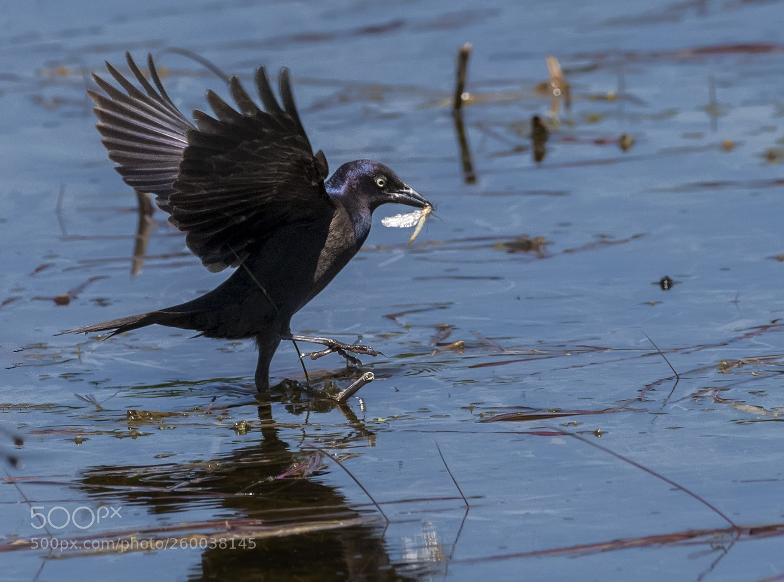 Nikon D850 sample photo. Grackle catches dragon fly photography