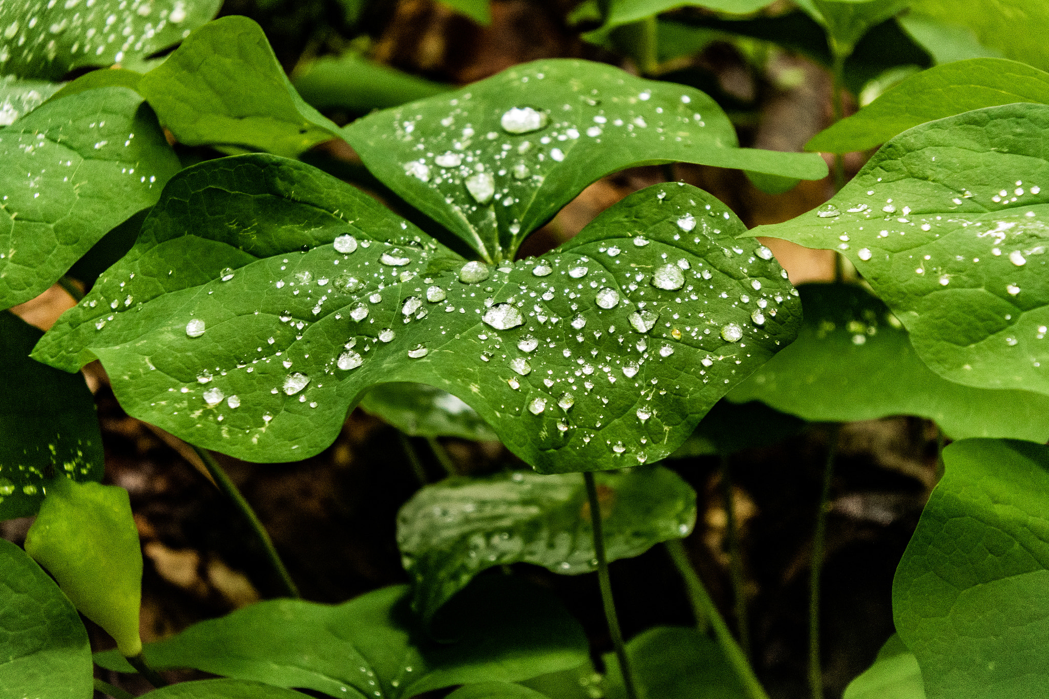 Nikon 1 J5 sample photo. Tiny reflections photography